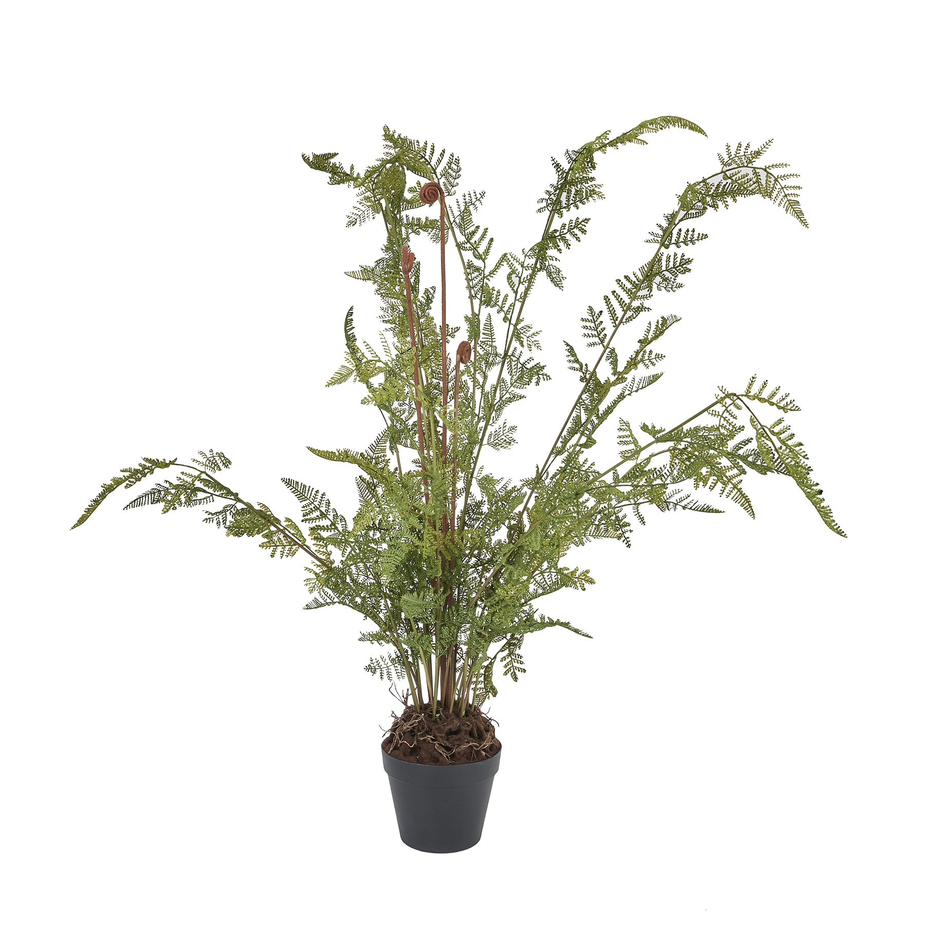 Large Tall Black Potted Fern - Image 1
