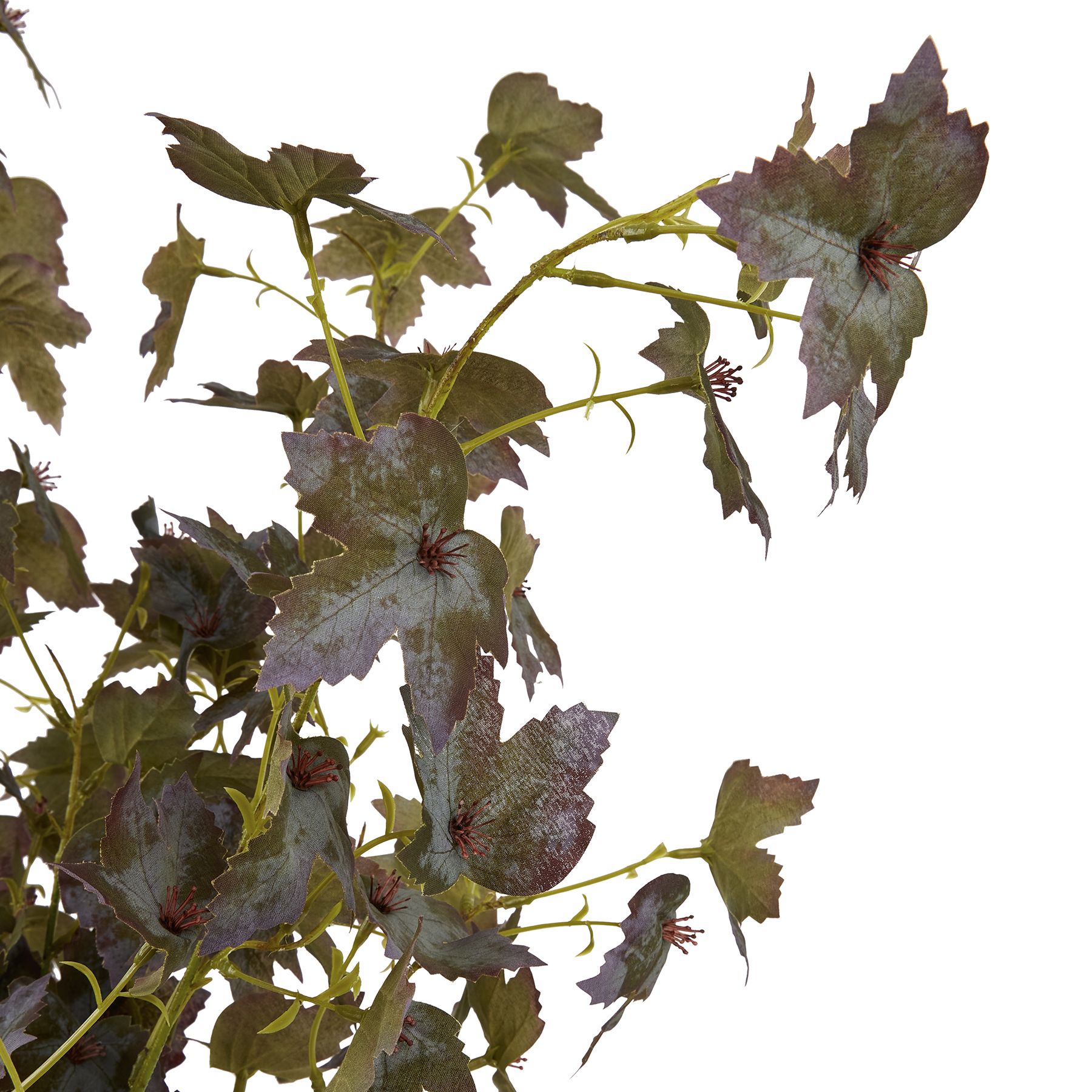 Variegated Maple Leaf - Image 6