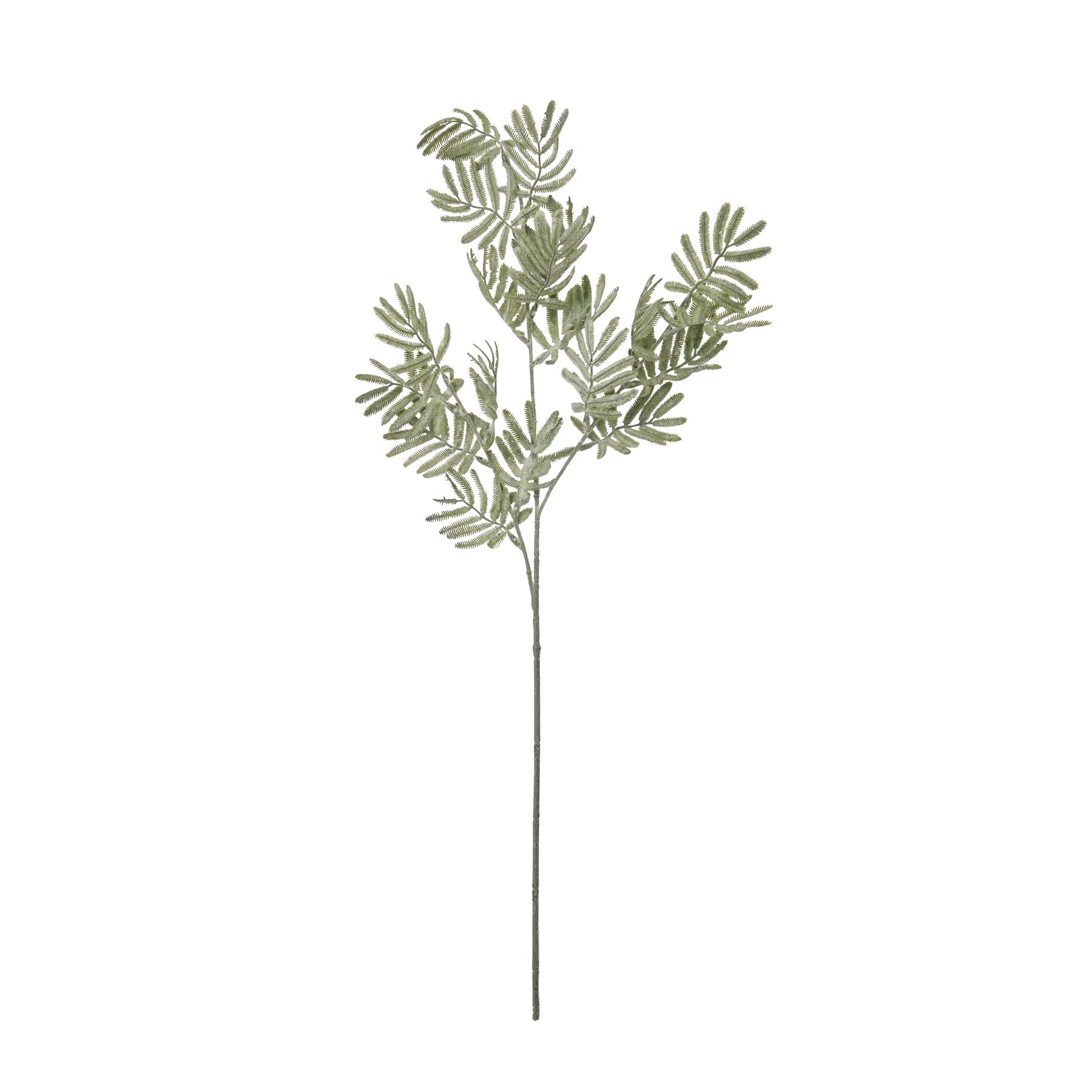 Silver Wattle Leaf - Image 4