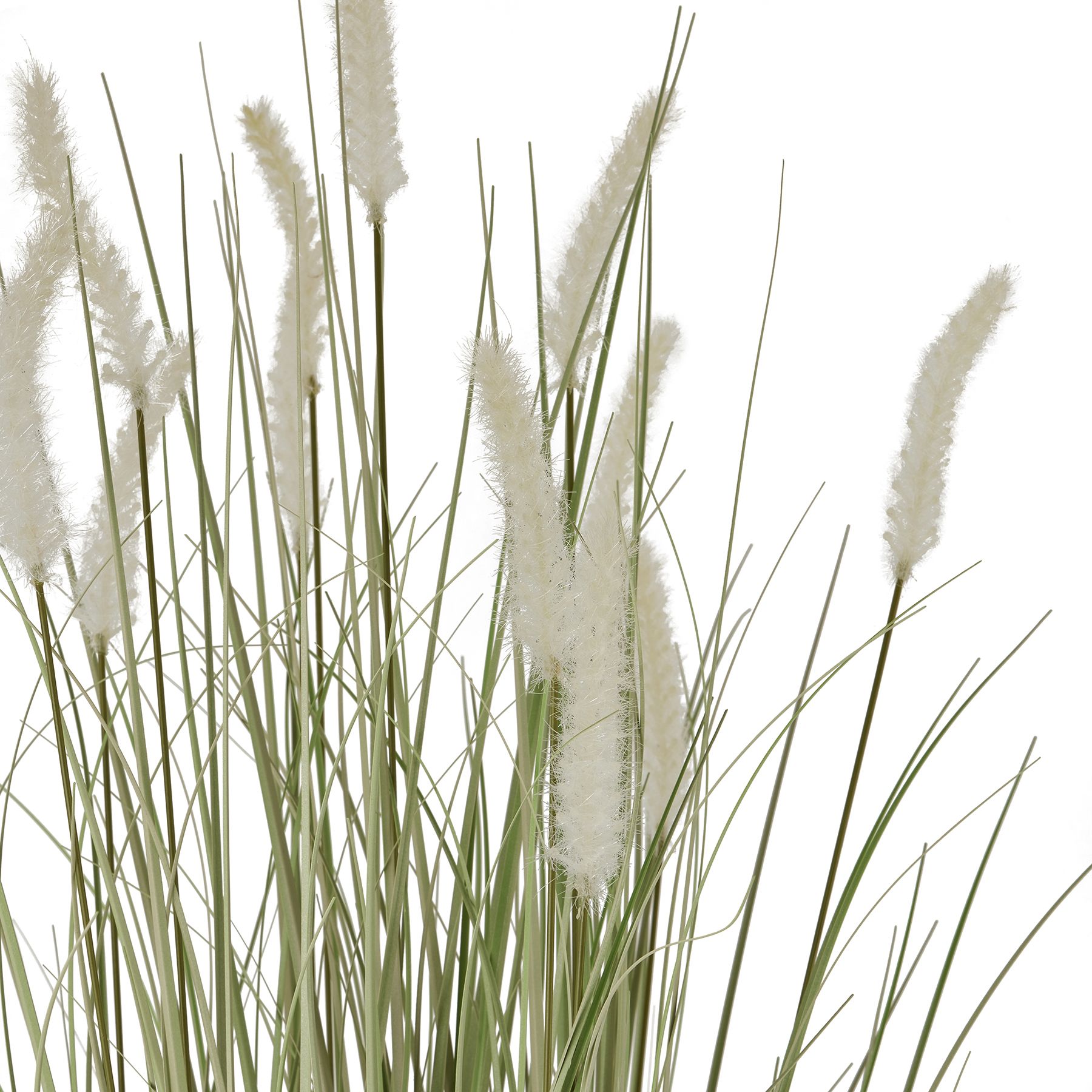 Large Bunny Tail Grass - Image 2