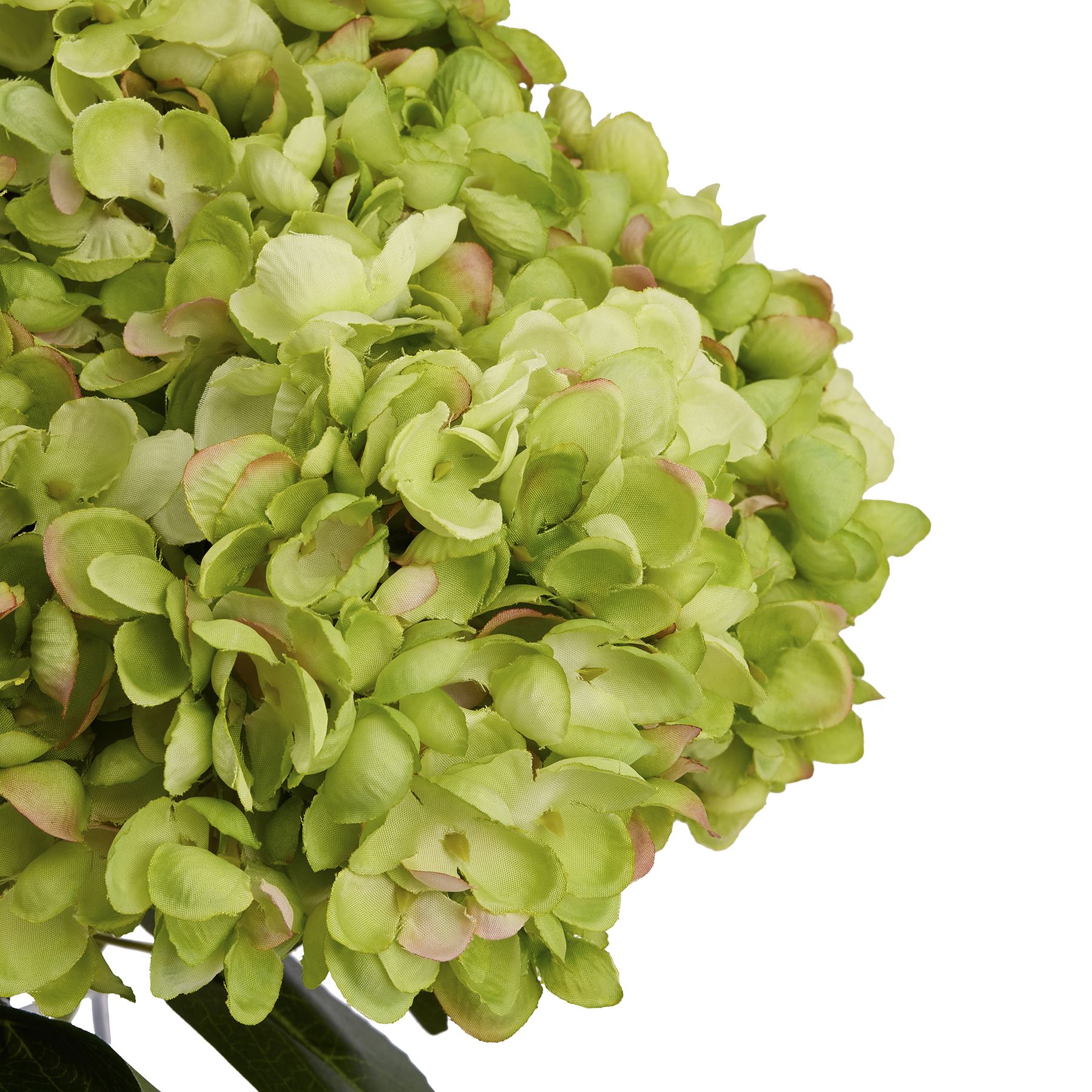 Green Hydrangea Bunch - Image 6