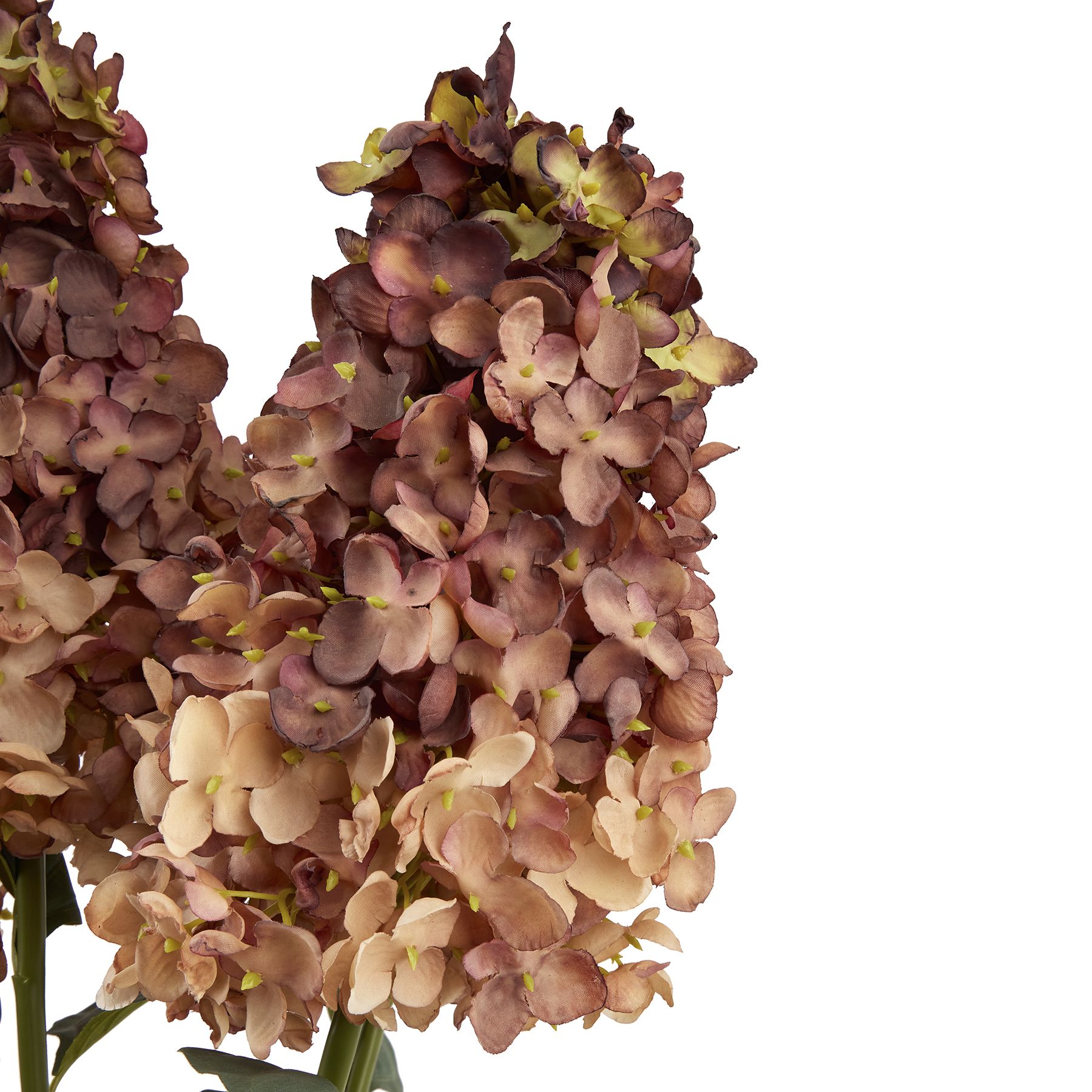 Burgundy Spear Hydrangea - Image 6