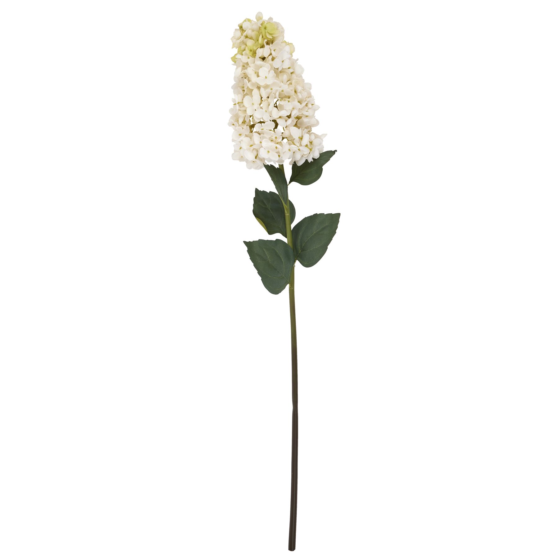 White  Spear Hydrangea - Image 4