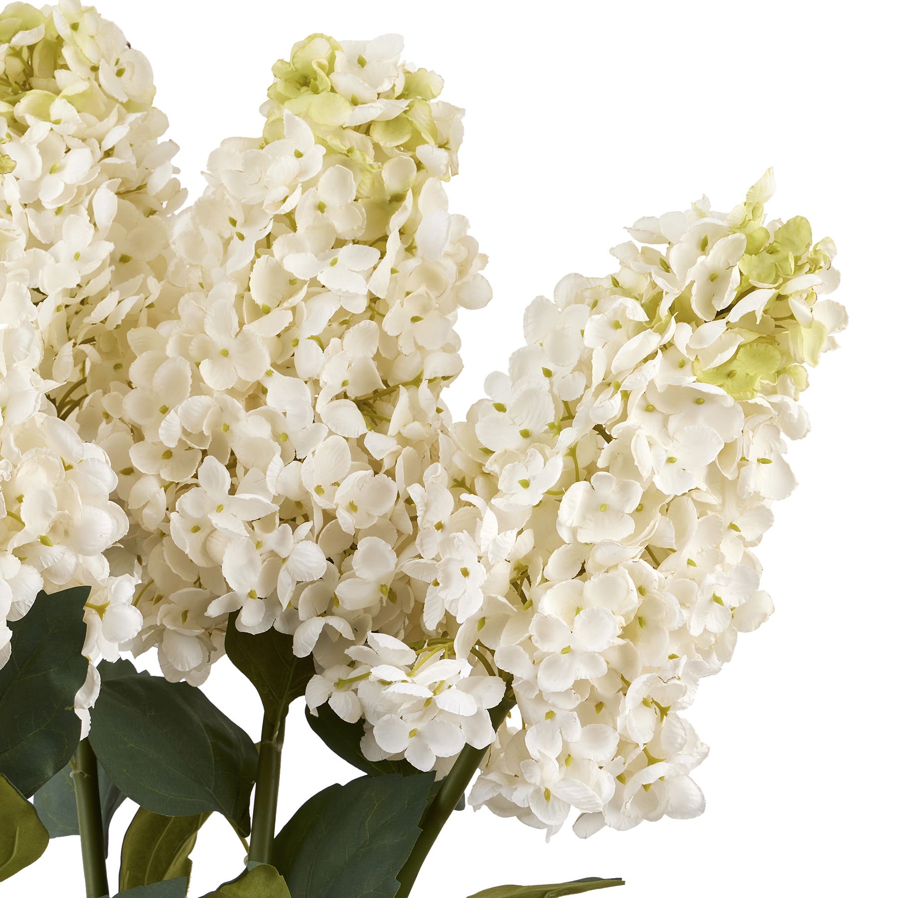 White  Spear Hydrangea - Image 6