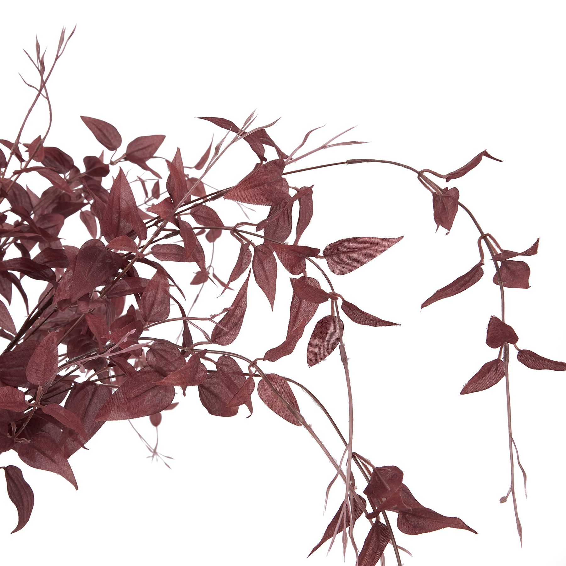 Ornamental Burgundy Leaf - Image 6