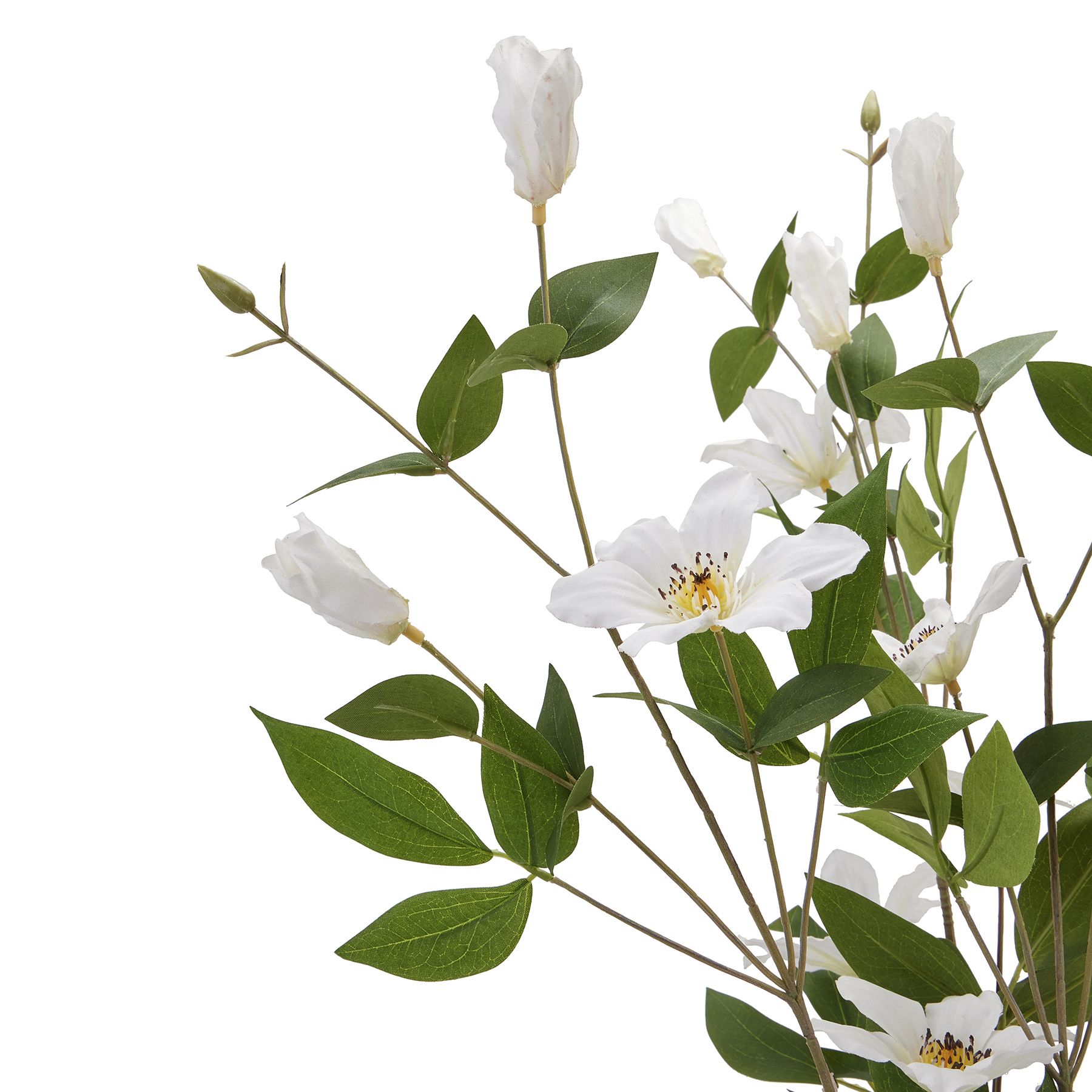 White Florida Clematis - Image 6