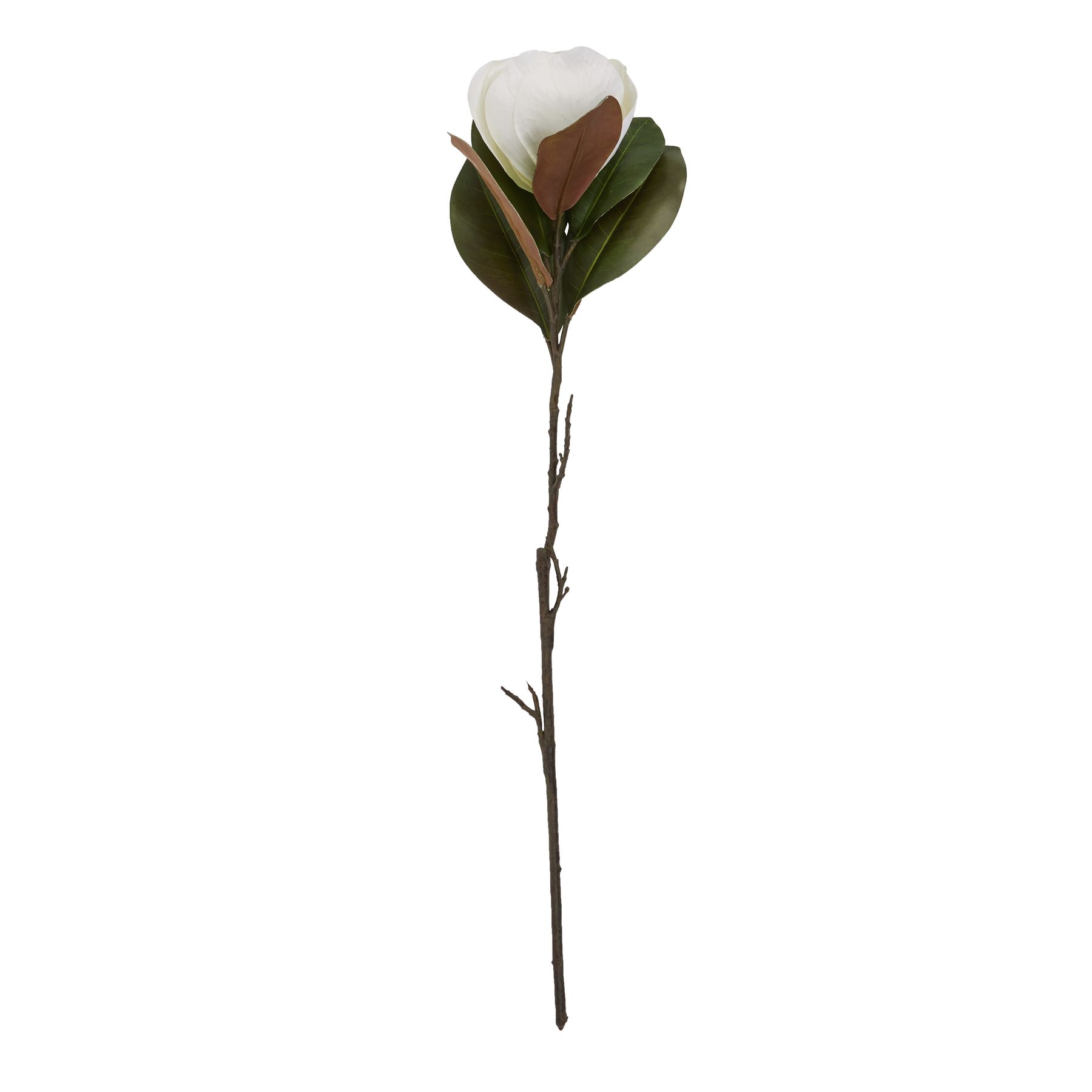White Magnolia Stem - Image 4