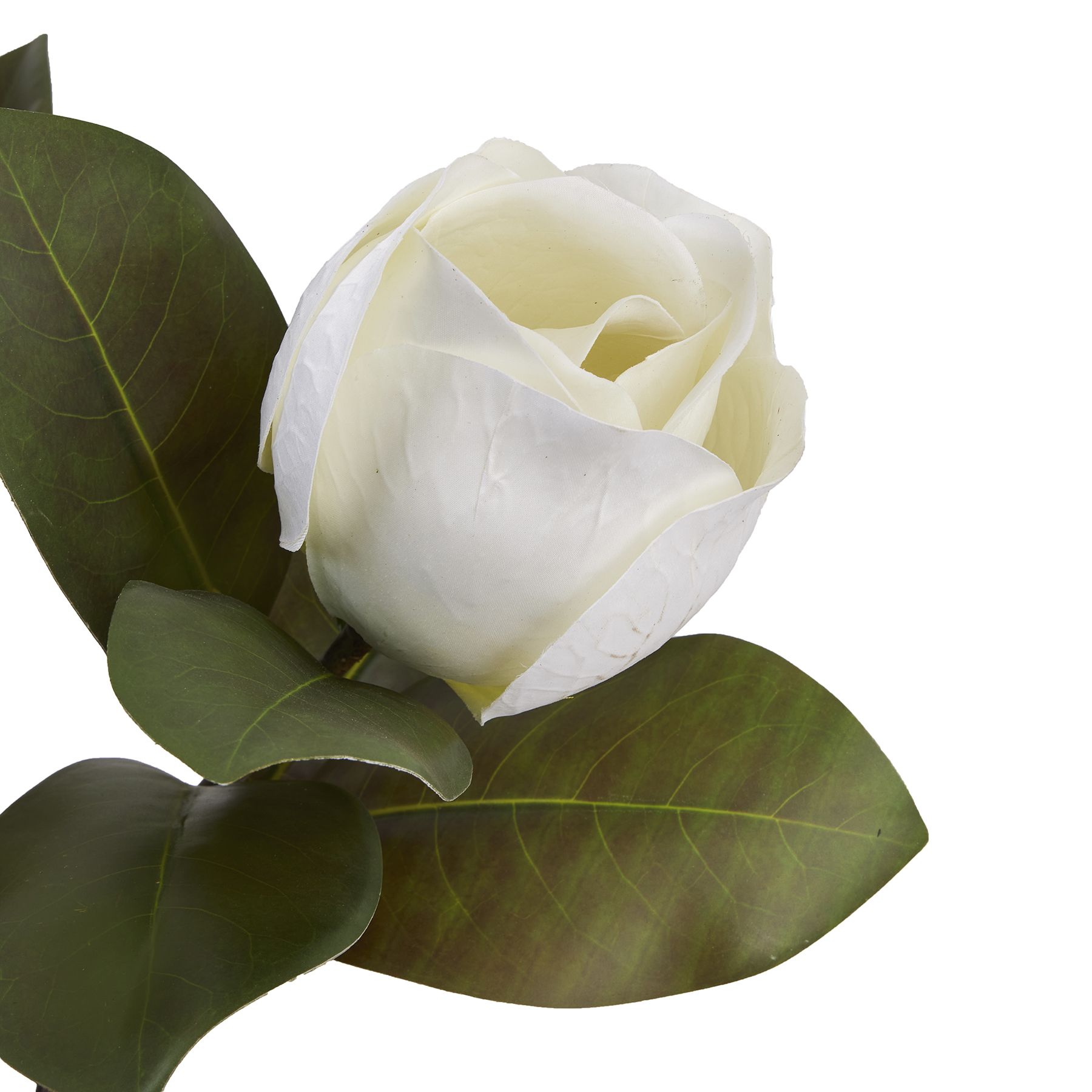 White Magnolia Stem - Image 6