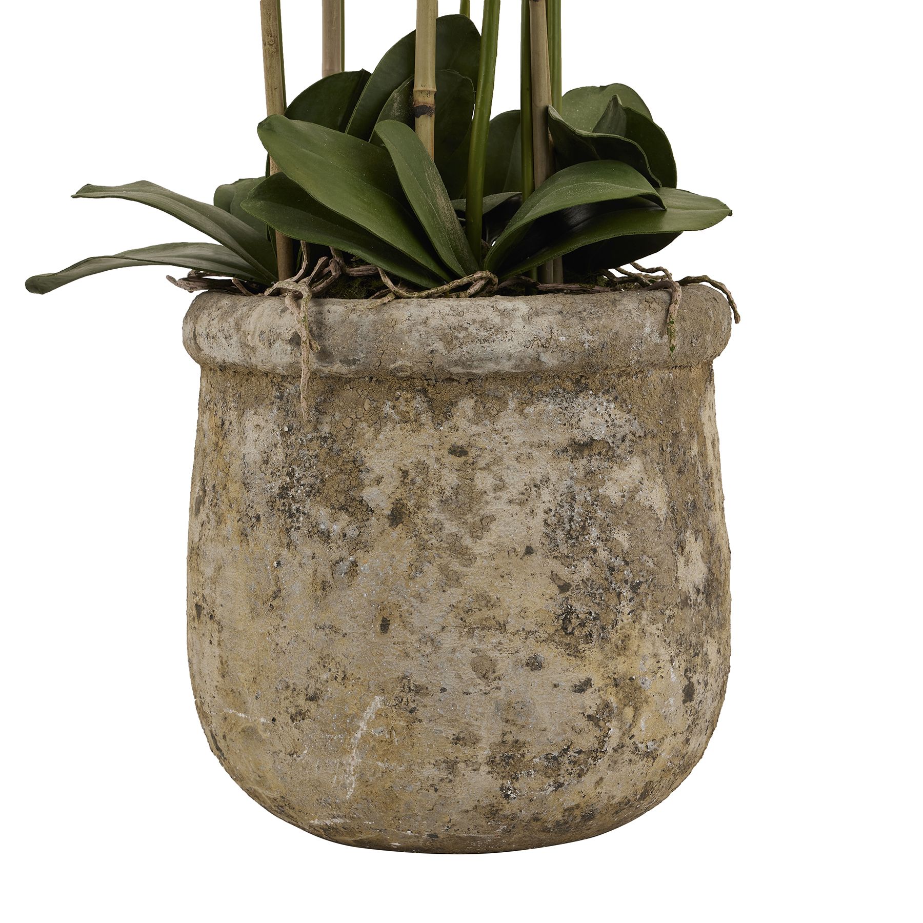 Large White Orchid In Antique Stone Pot - Image 3