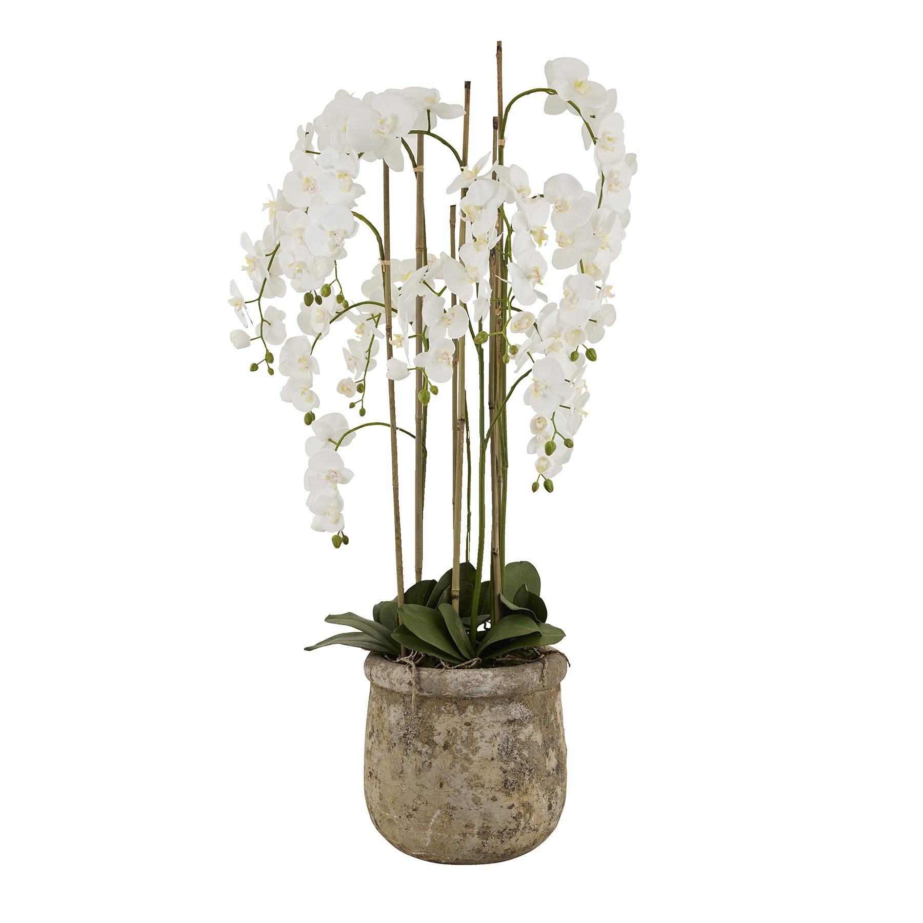 Large White Orchid In Antique Stone Pot - Image 1