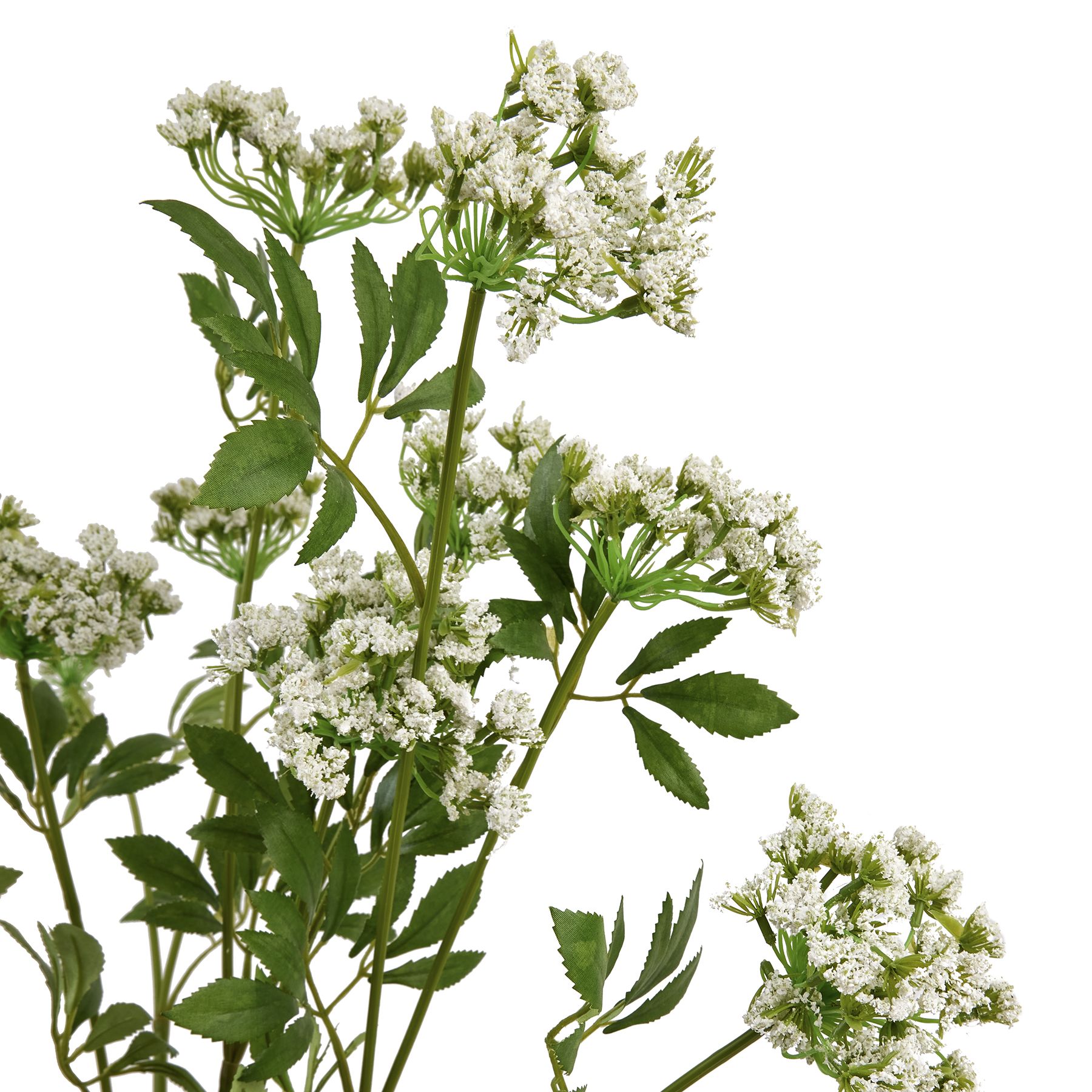 Faux White Cow Parsley Ammi - Image 6