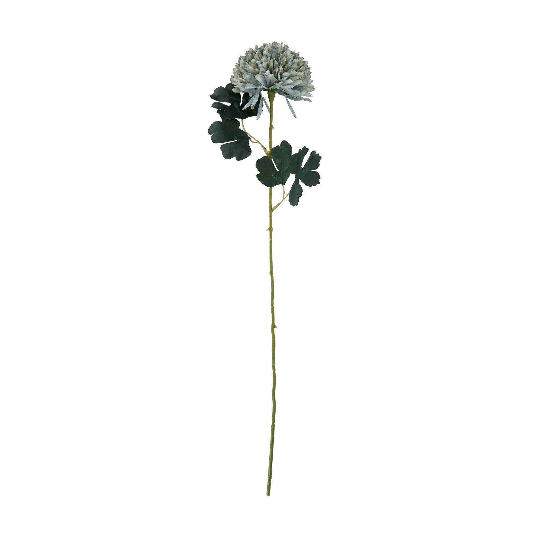 Pale Green Blue Chrysanthemum - Image 4
