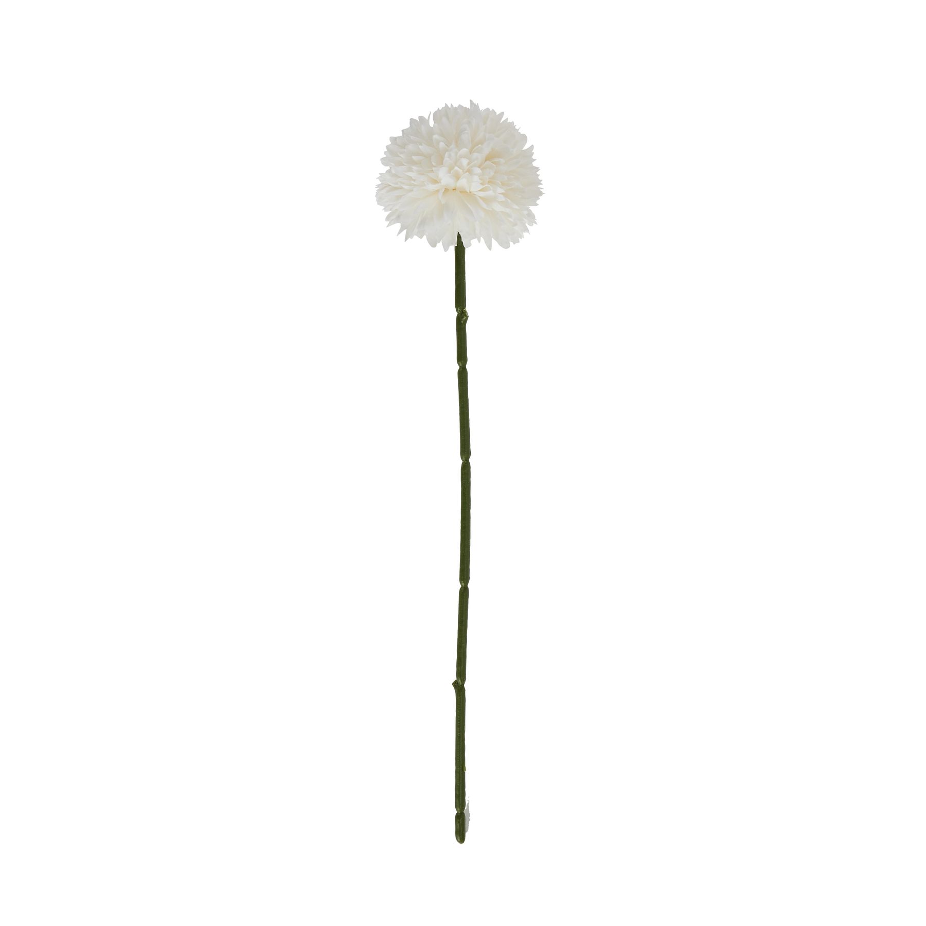 White Short Chrysanthemum - Image 4