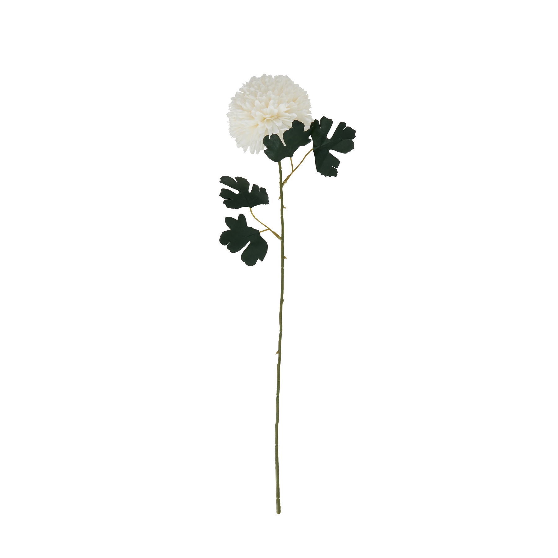 White Short Chrysanthemum - Image 4