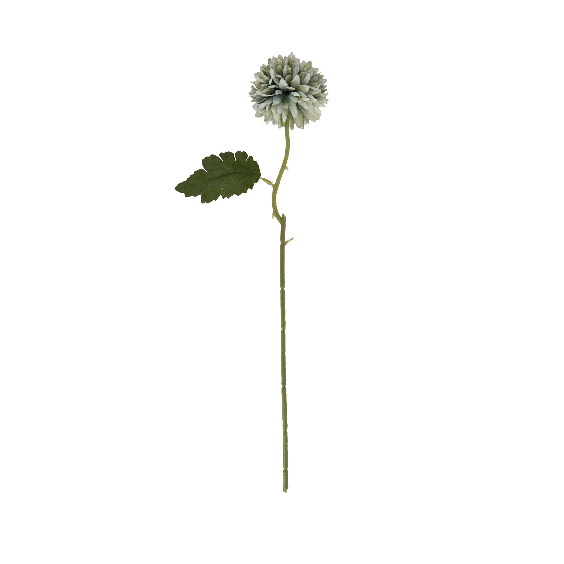Pale Green Blue Short Chrysanthemum - Image 4
