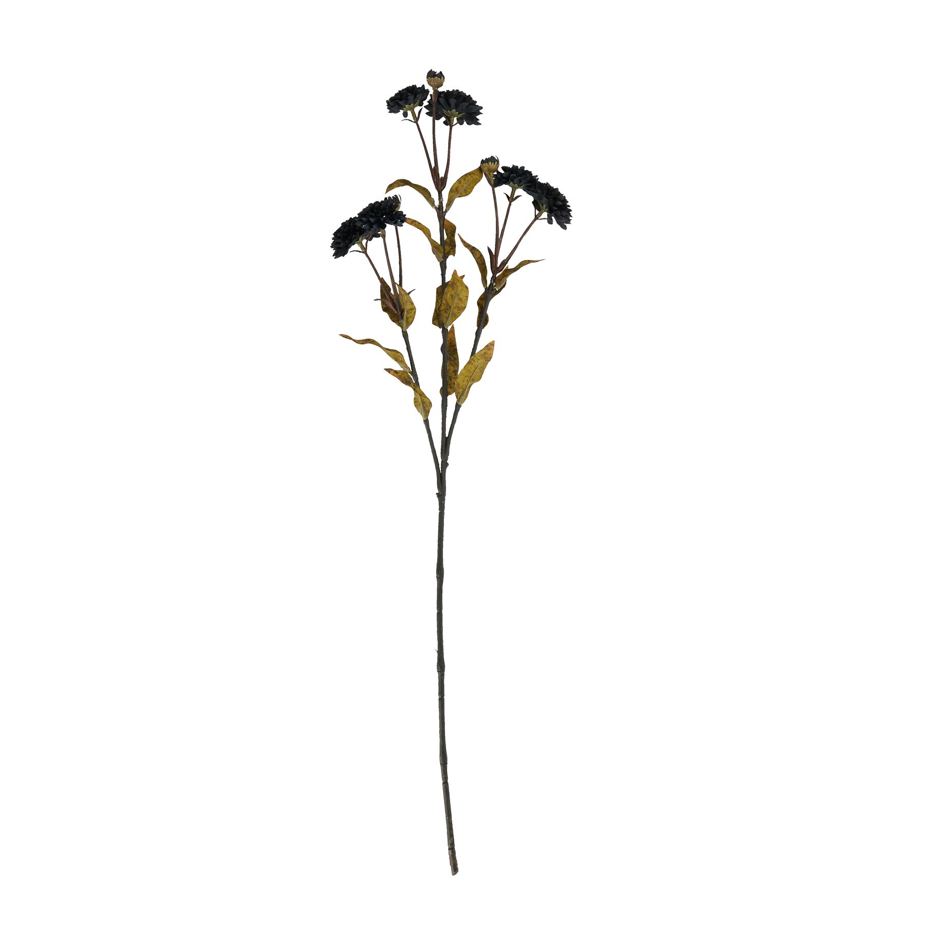 Black Chrysanthemum Stem - Image 4