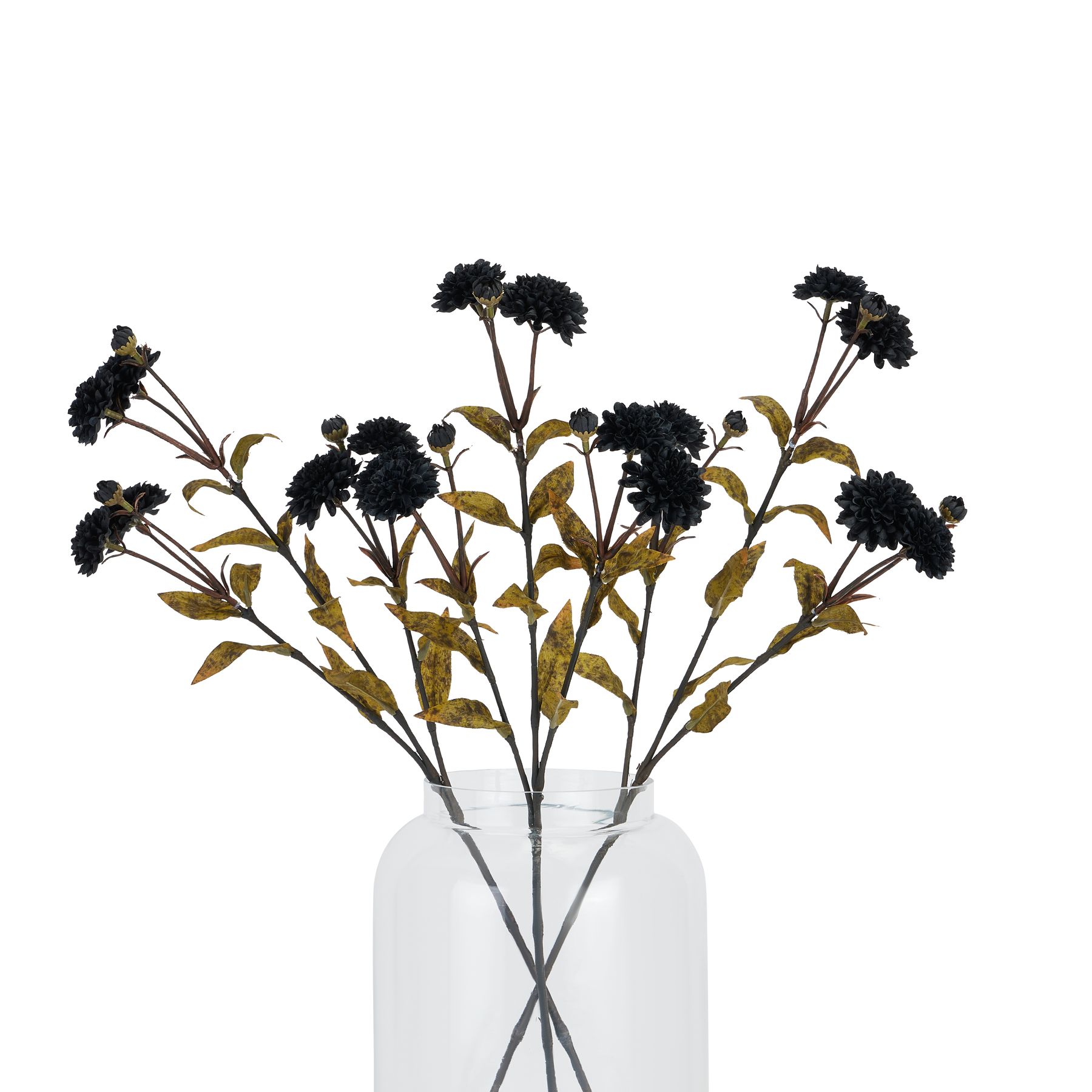 Black Chrysanthemum Stem - Image 5