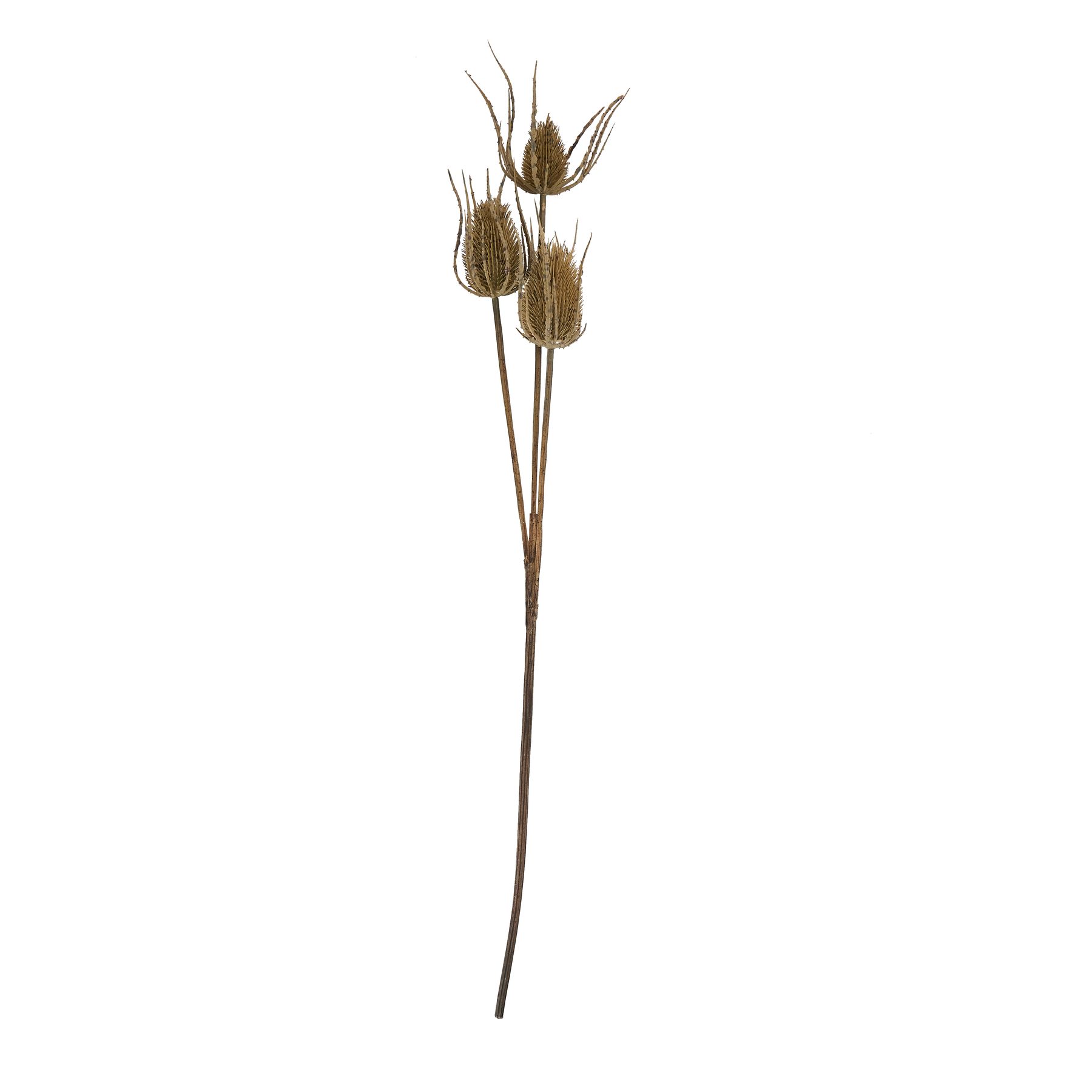 Large Brown Triple Teasle Stem - Image 4