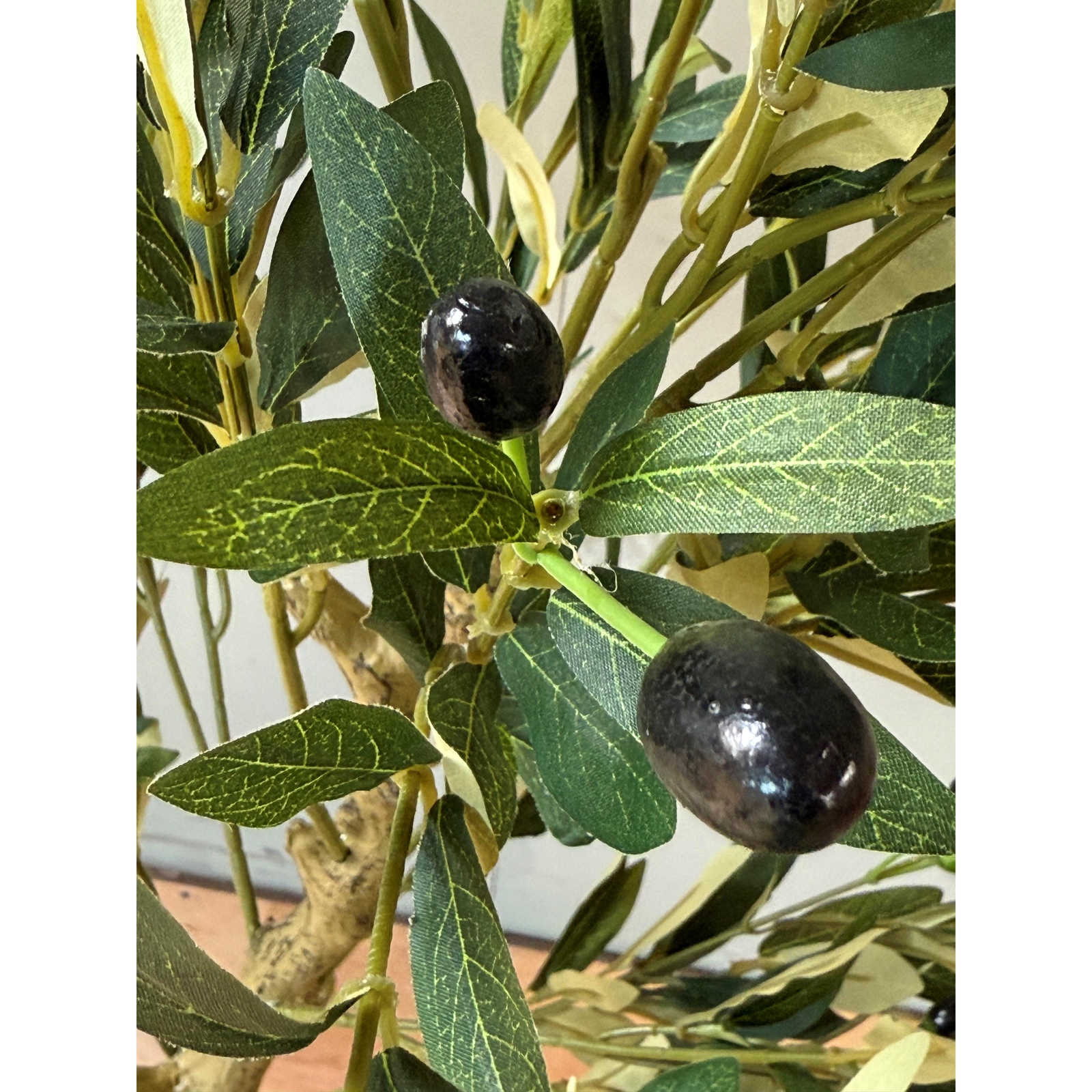 Calabria Olive Tree - Image 3