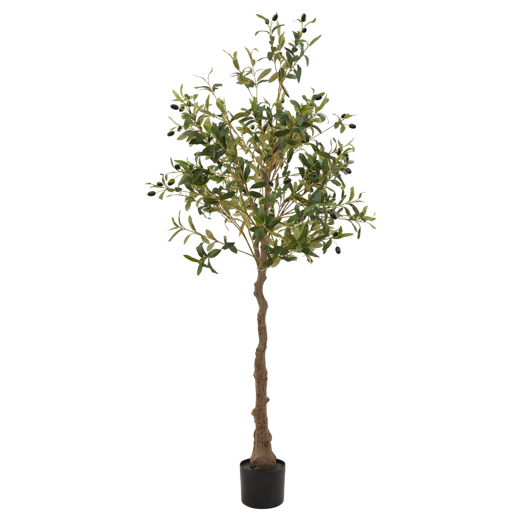 Calabria Olive Tree - Image 1