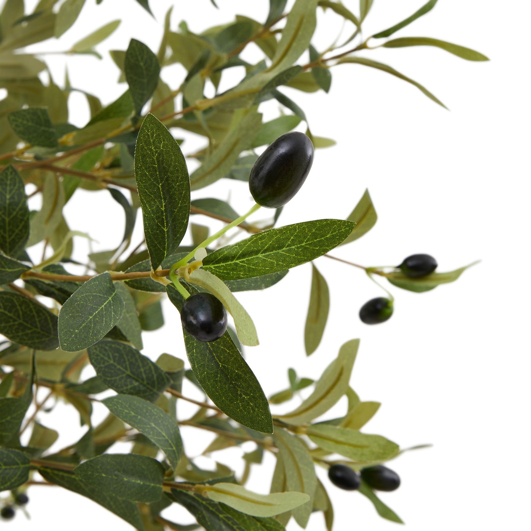 Calabria Small Olive Tree - Image 2