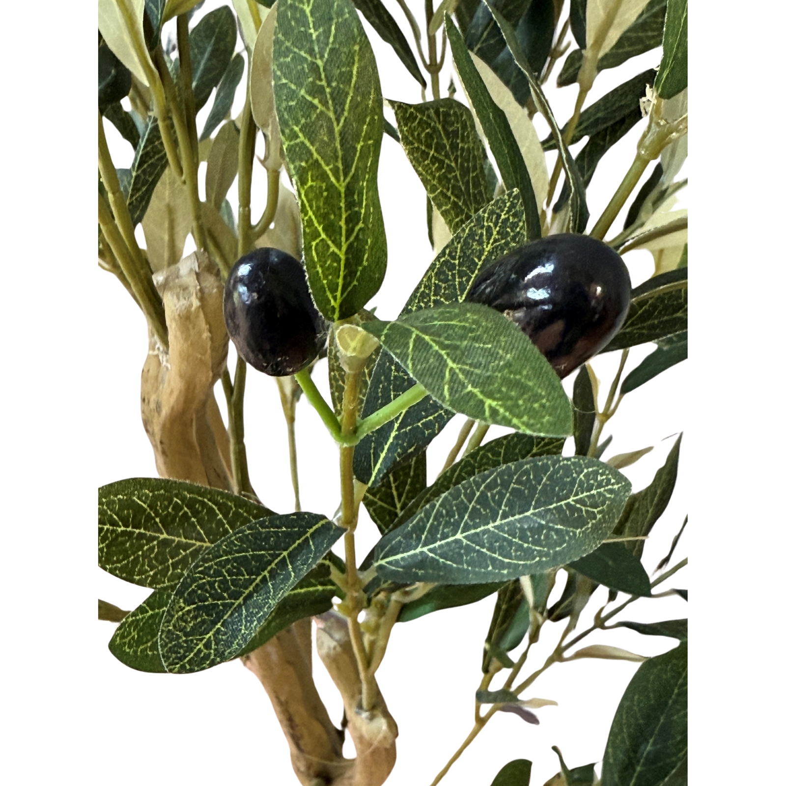 Calabria Small Olive Tree - Image 3