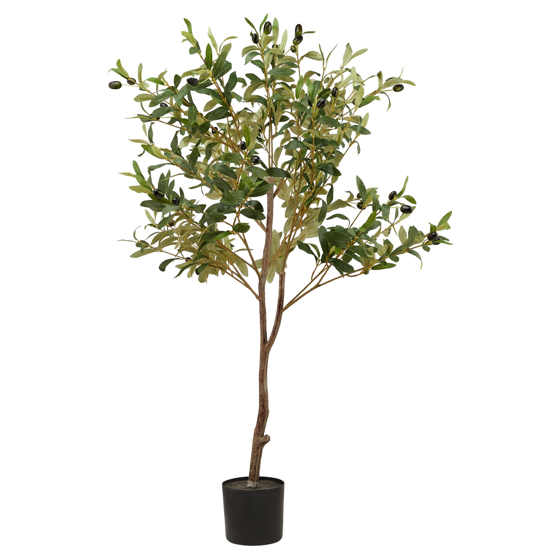 Calabria Small Olive Tree - Image 1