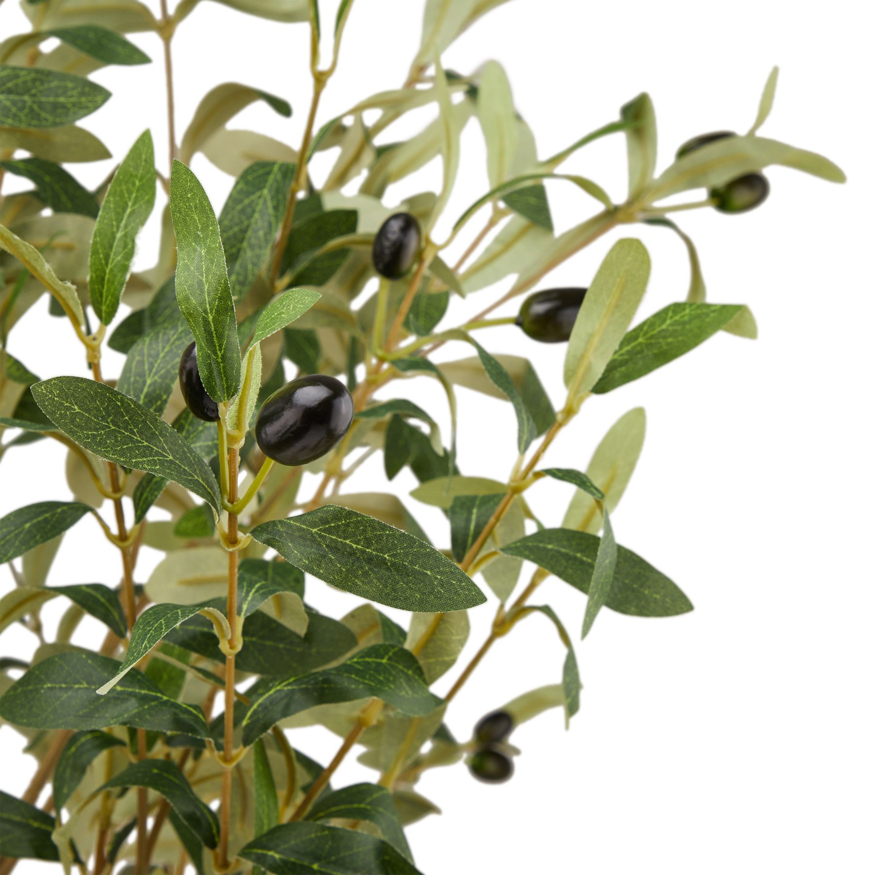 Calabria Large Olive Tree - Image 2