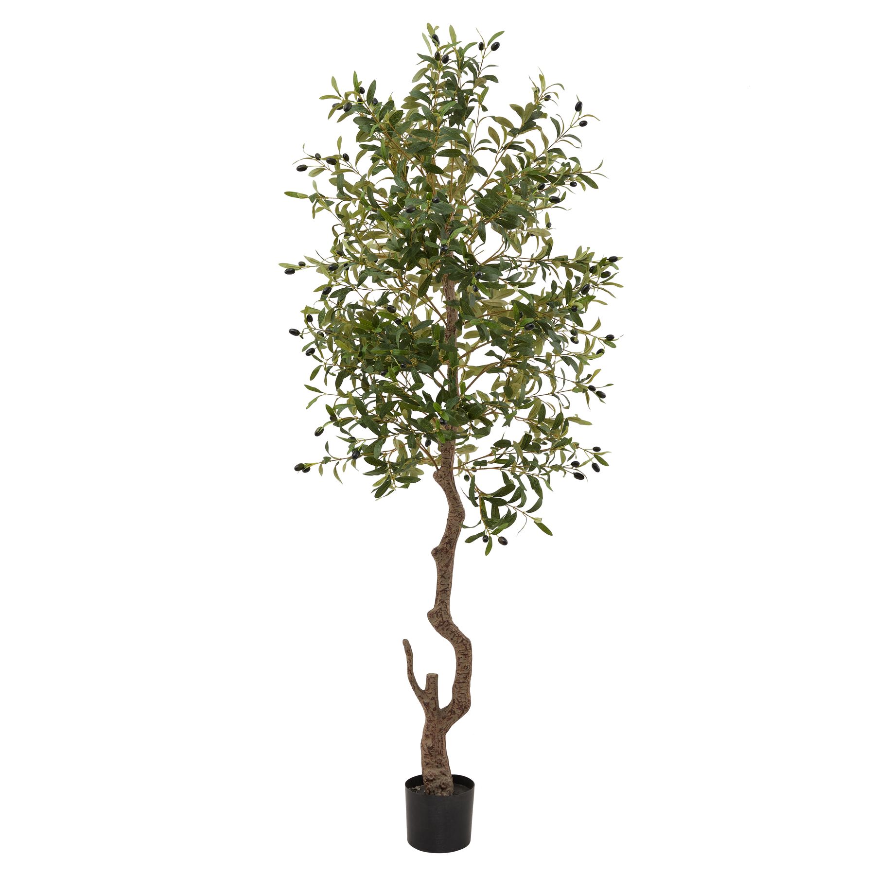 Calabria Large Olive Tree - Image 1