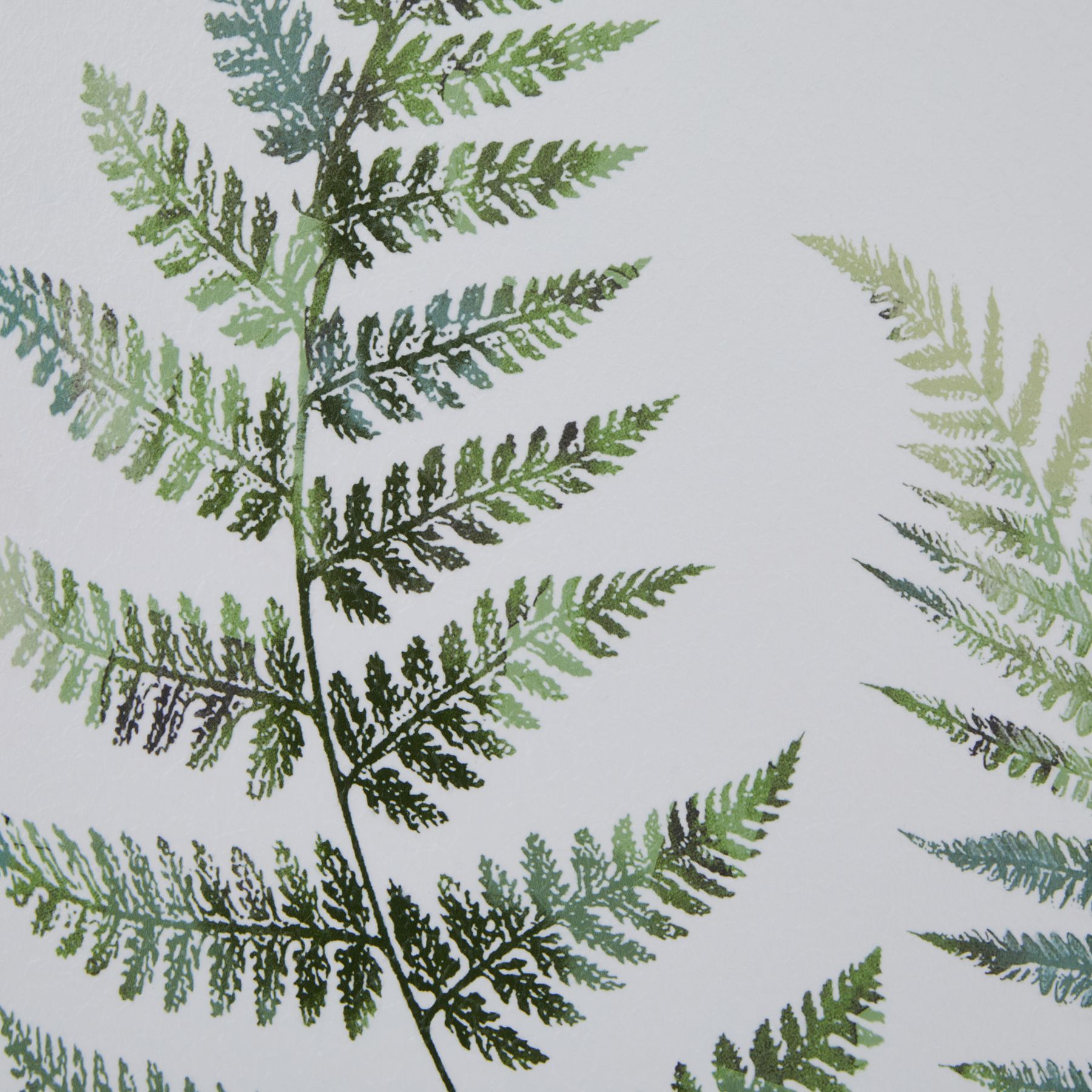 Watercolour Fern Duo In Washed Wood Frame - Image 3