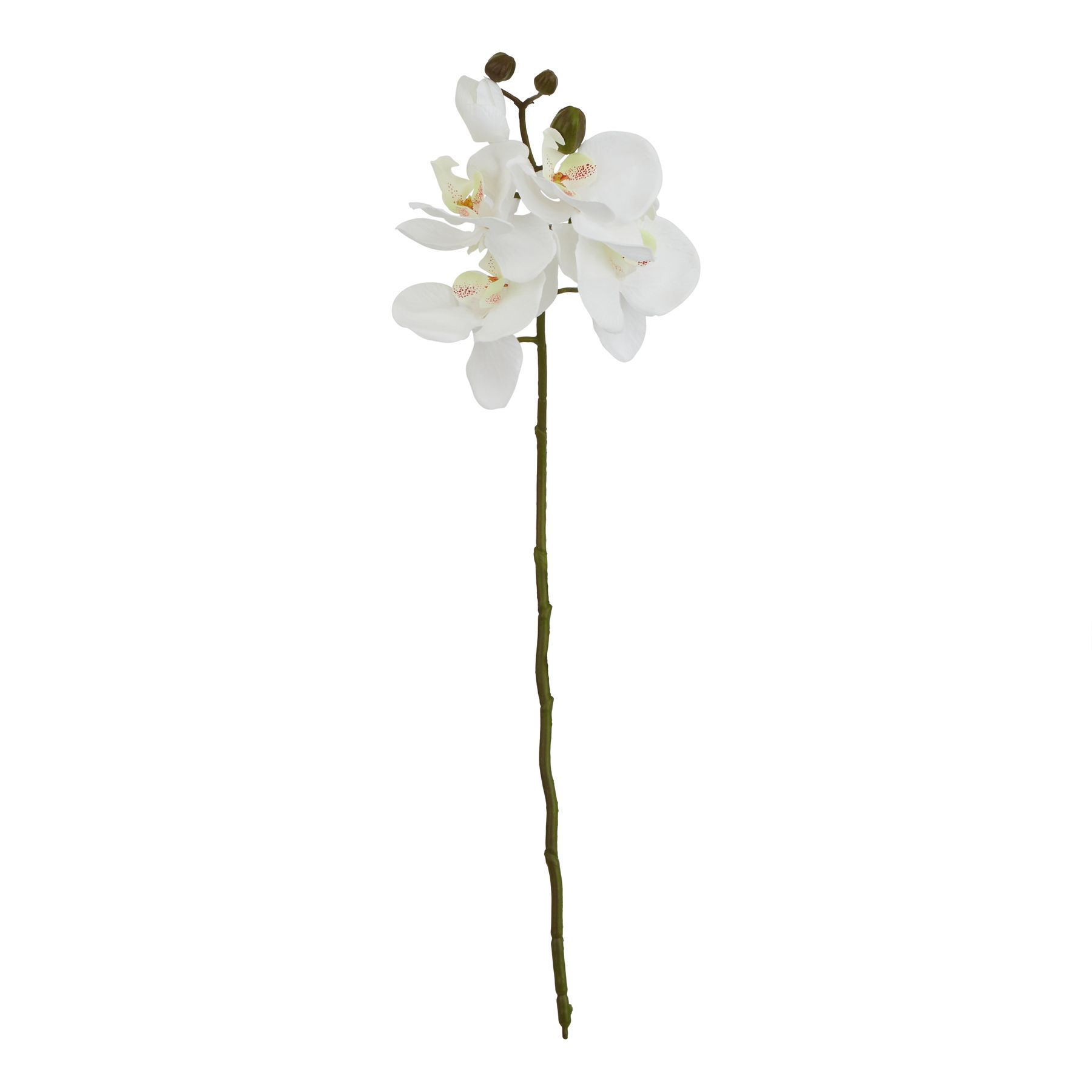 White Butterfly Orchid Stem - Image 1