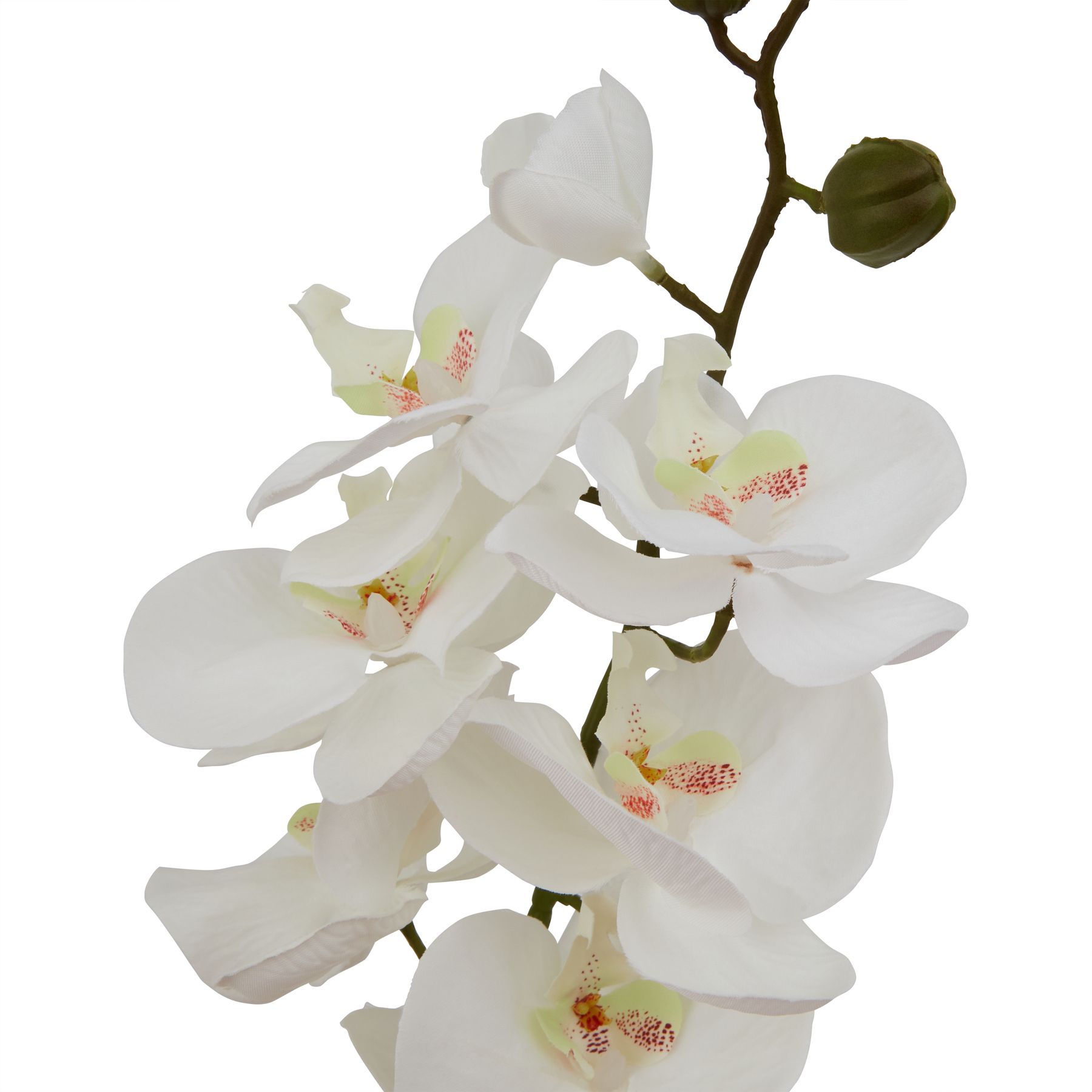Large White Butterfly Orchid Stem - Image 2