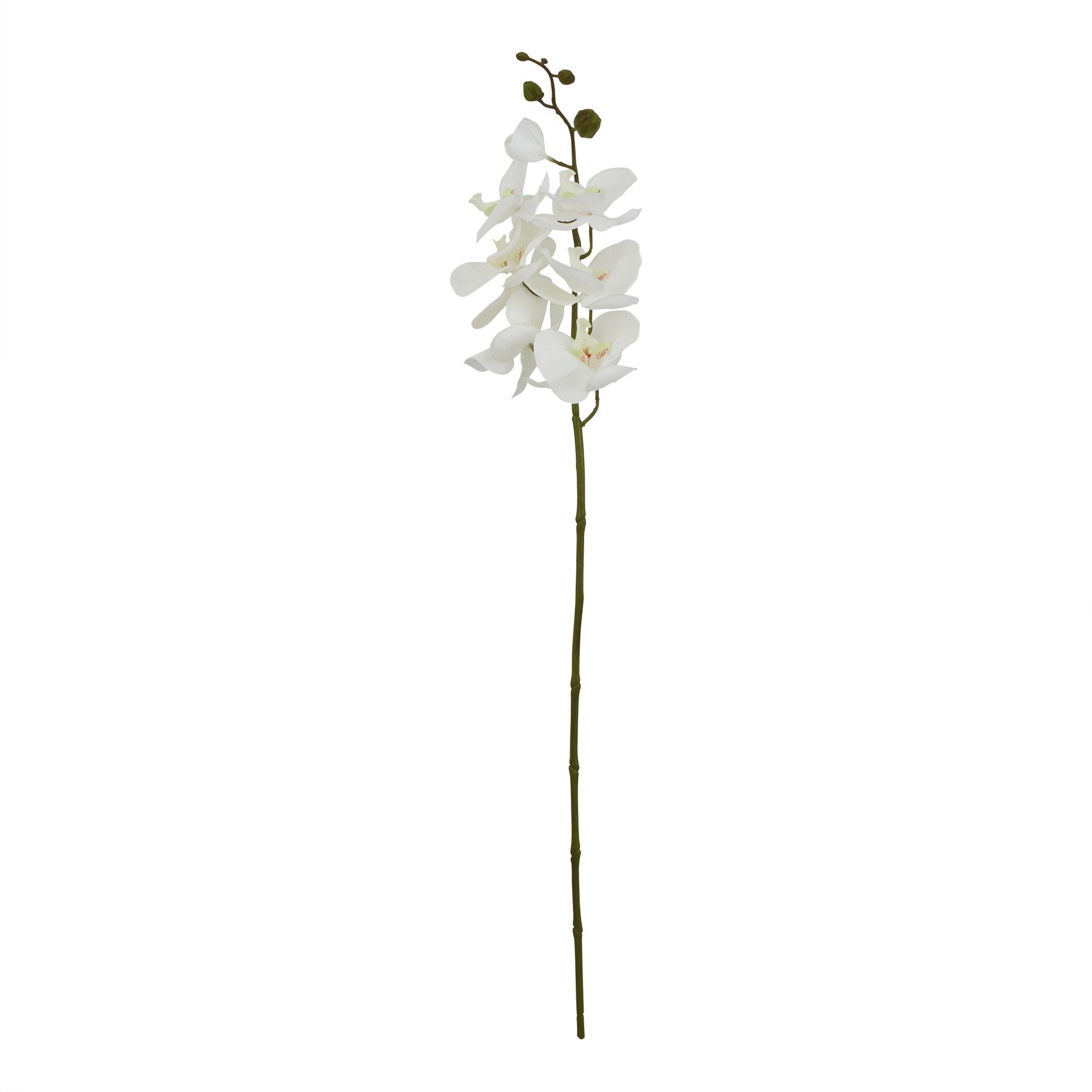 Large White Butterfly Orchid Stem - Image 1