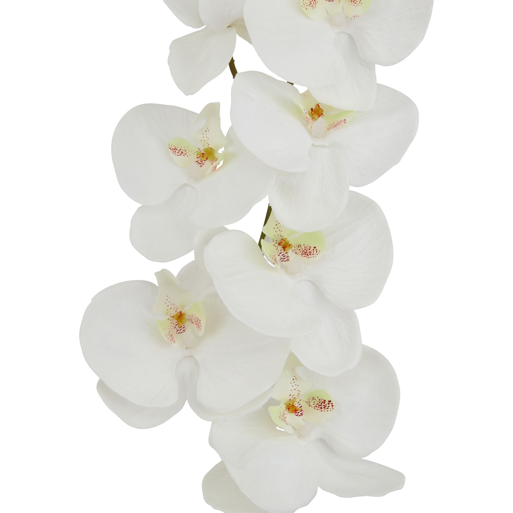 Tall White Butterfly Orchid Stem - Image 2