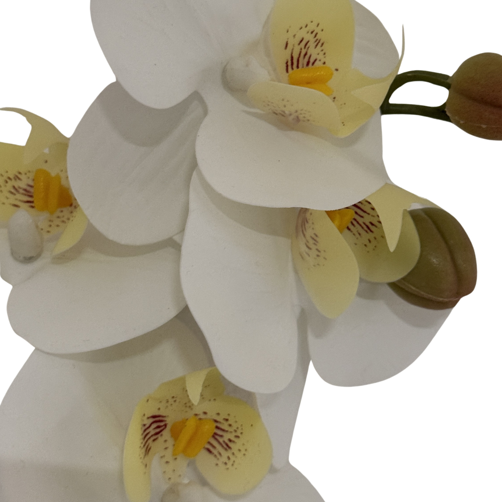 Tall White Butterfly Orchid Stem - Image 3