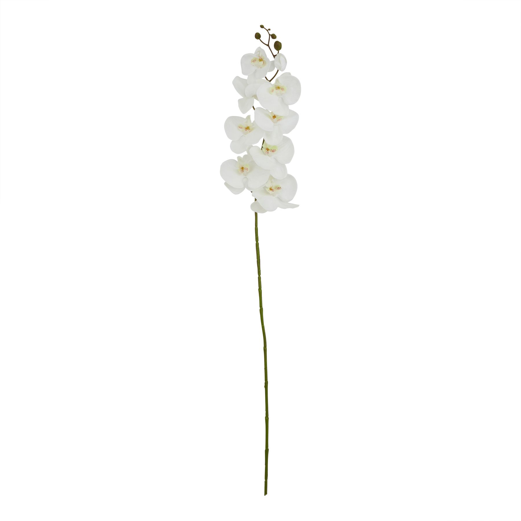 Tall White Butterfly Orchid Stem - Image 1
