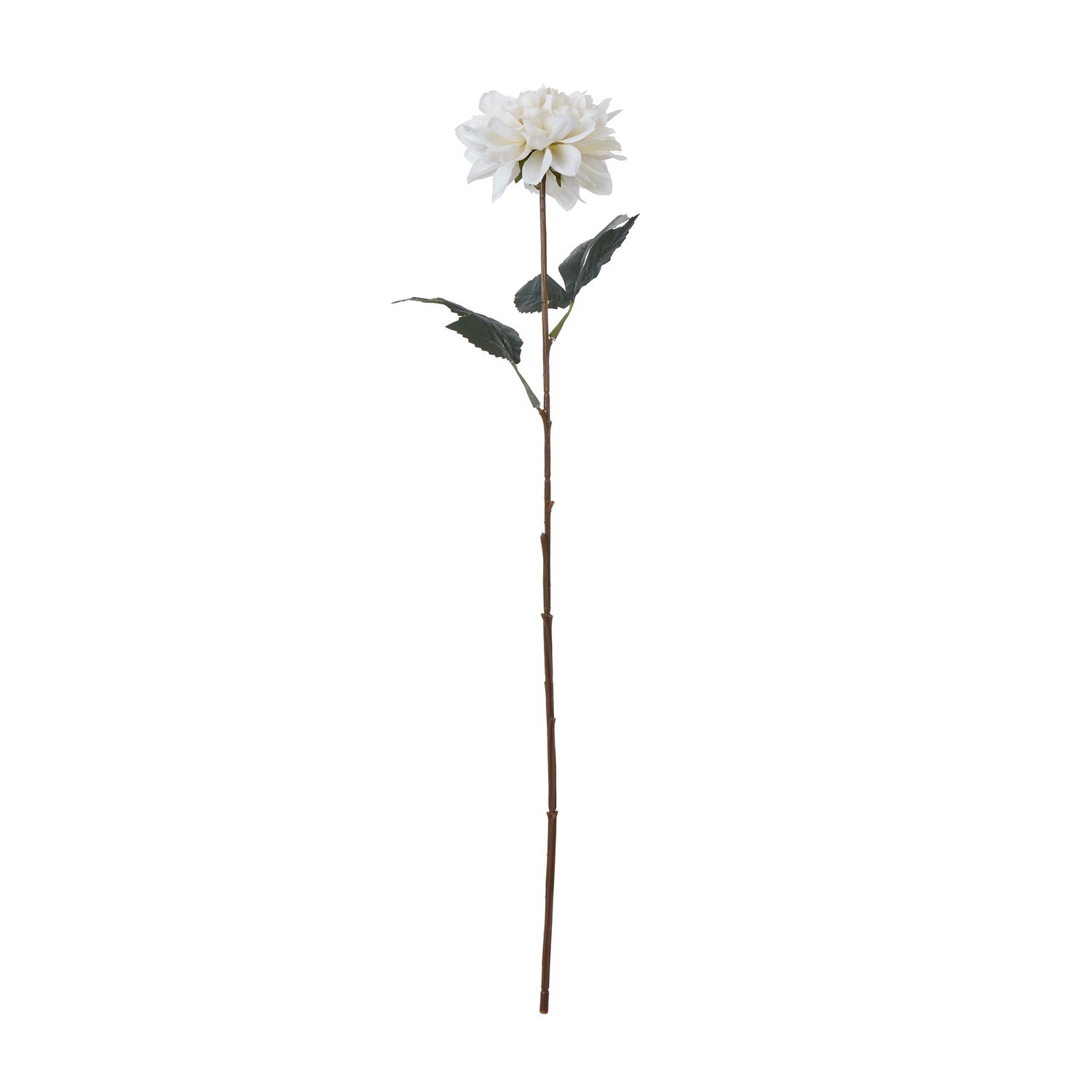 The Natural Garden Collection Tall White Dahlia - Image 1