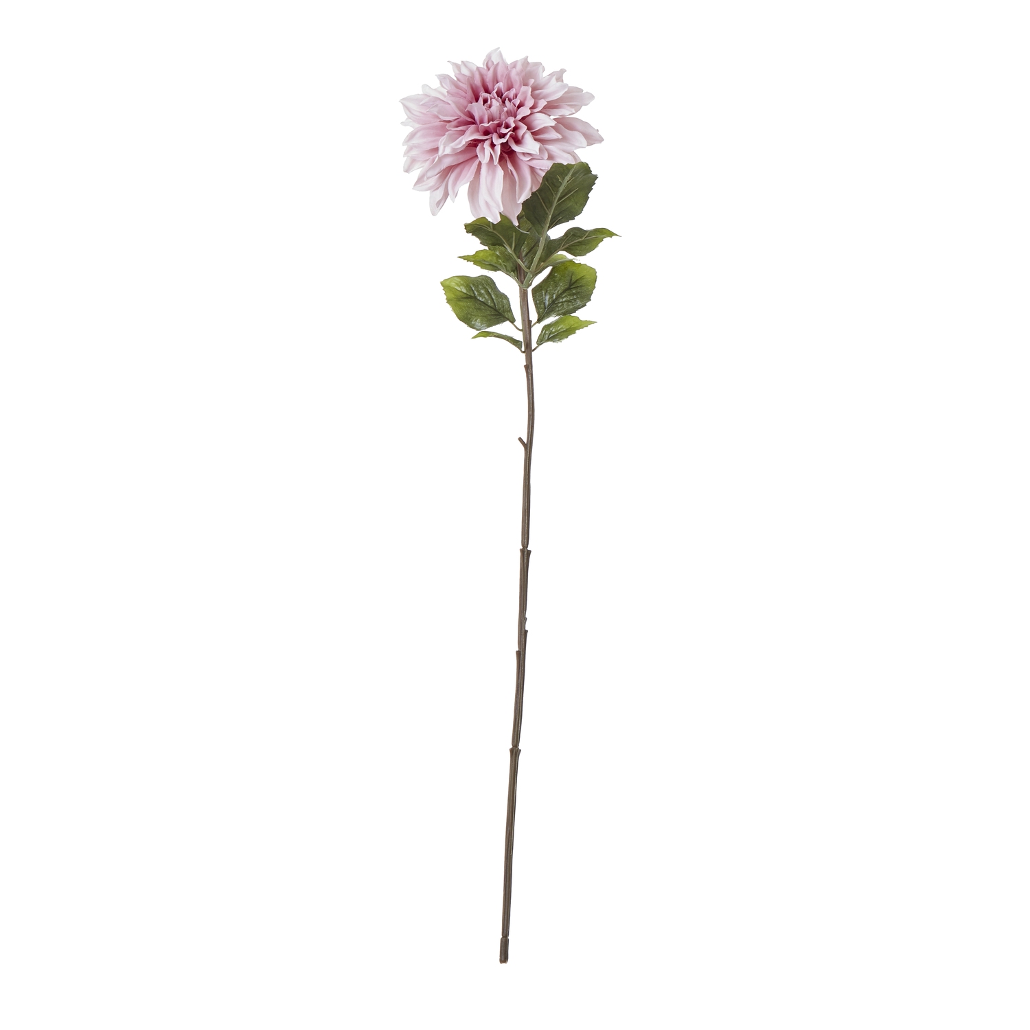 The Natural Garden Collection Pink Dahlia - Image 1