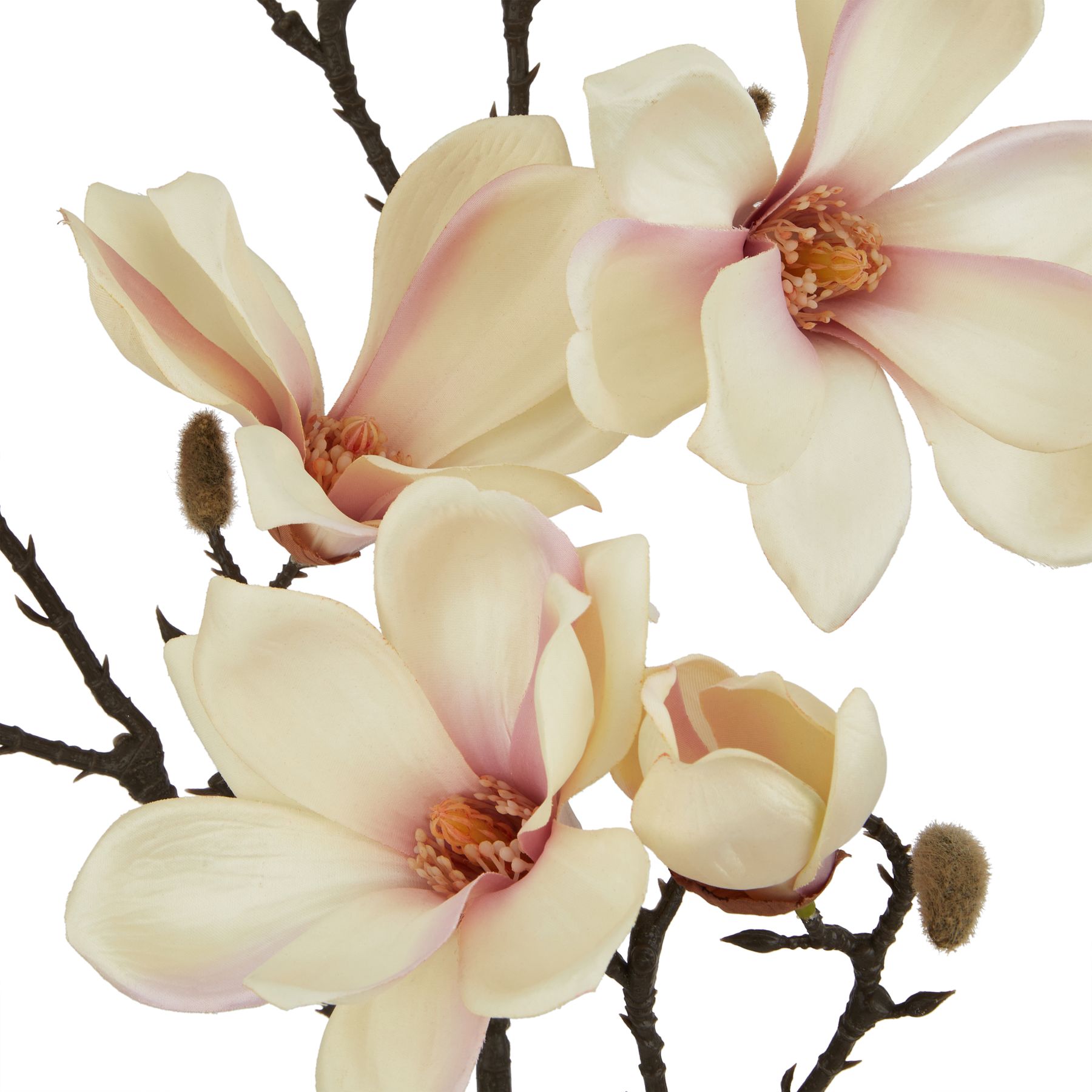 The Natural Garden Collection Pale Apricot Magnolia Stem - Image 2