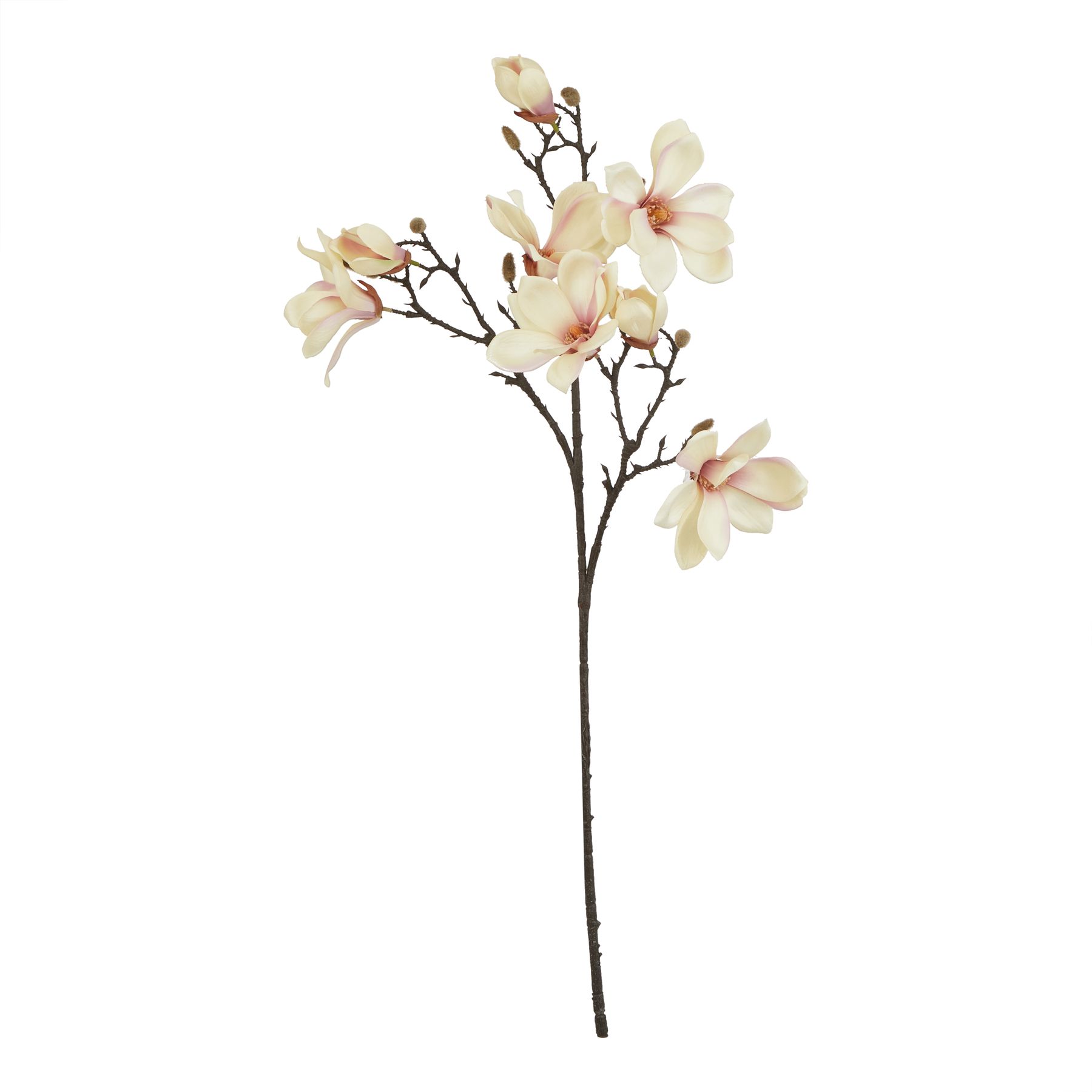 The Natural Garden Collection Pale Apricot Magnolia Stem - Image 1