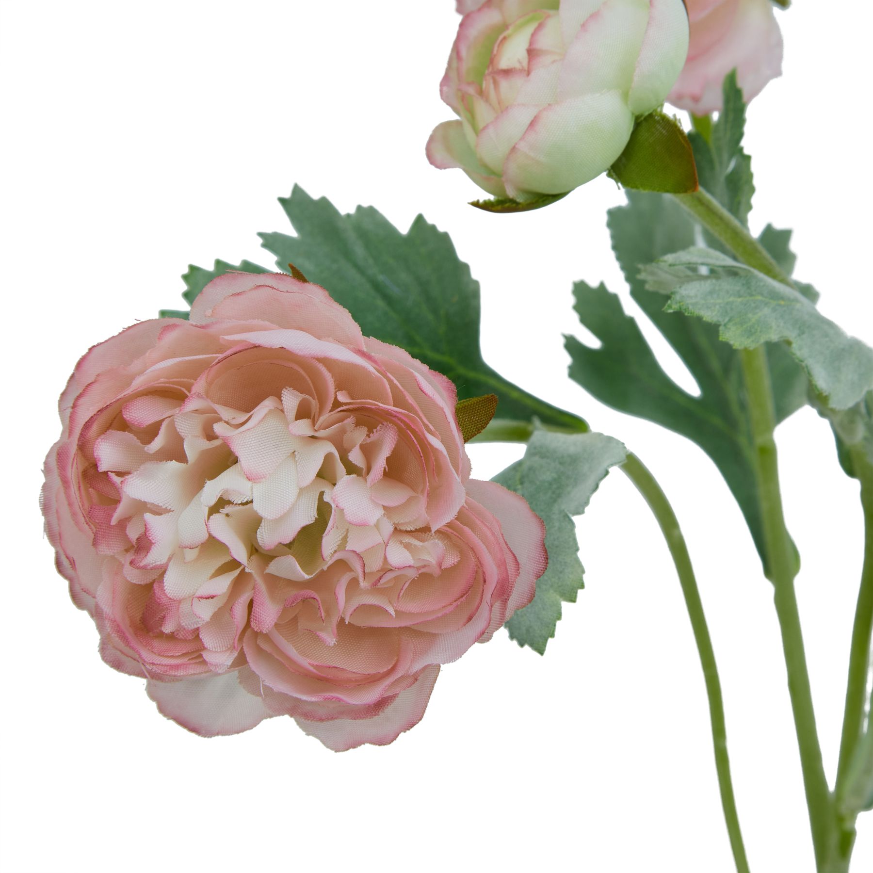 The Natural Garden Collection Pink Ranunculus - Image 2