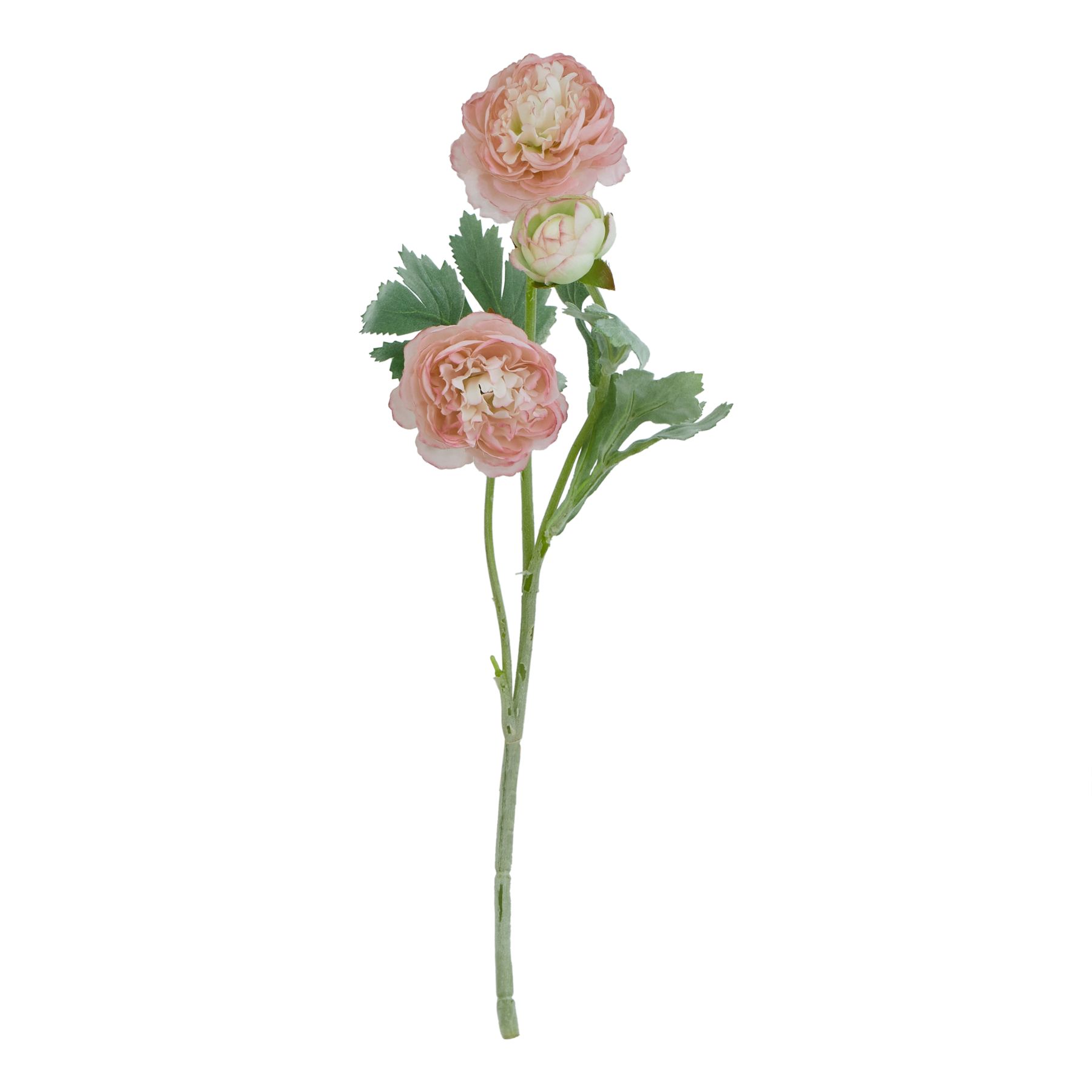 The Natural Garden Collection Pink Ranunculus - Image 1