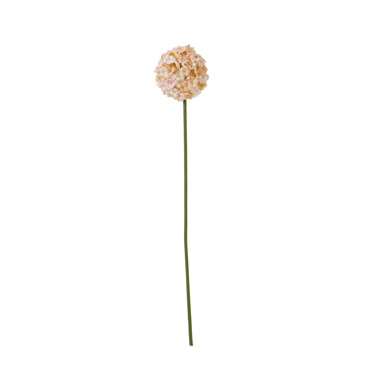 The Natural Garden Collection White & Apricot Allium - Image 1