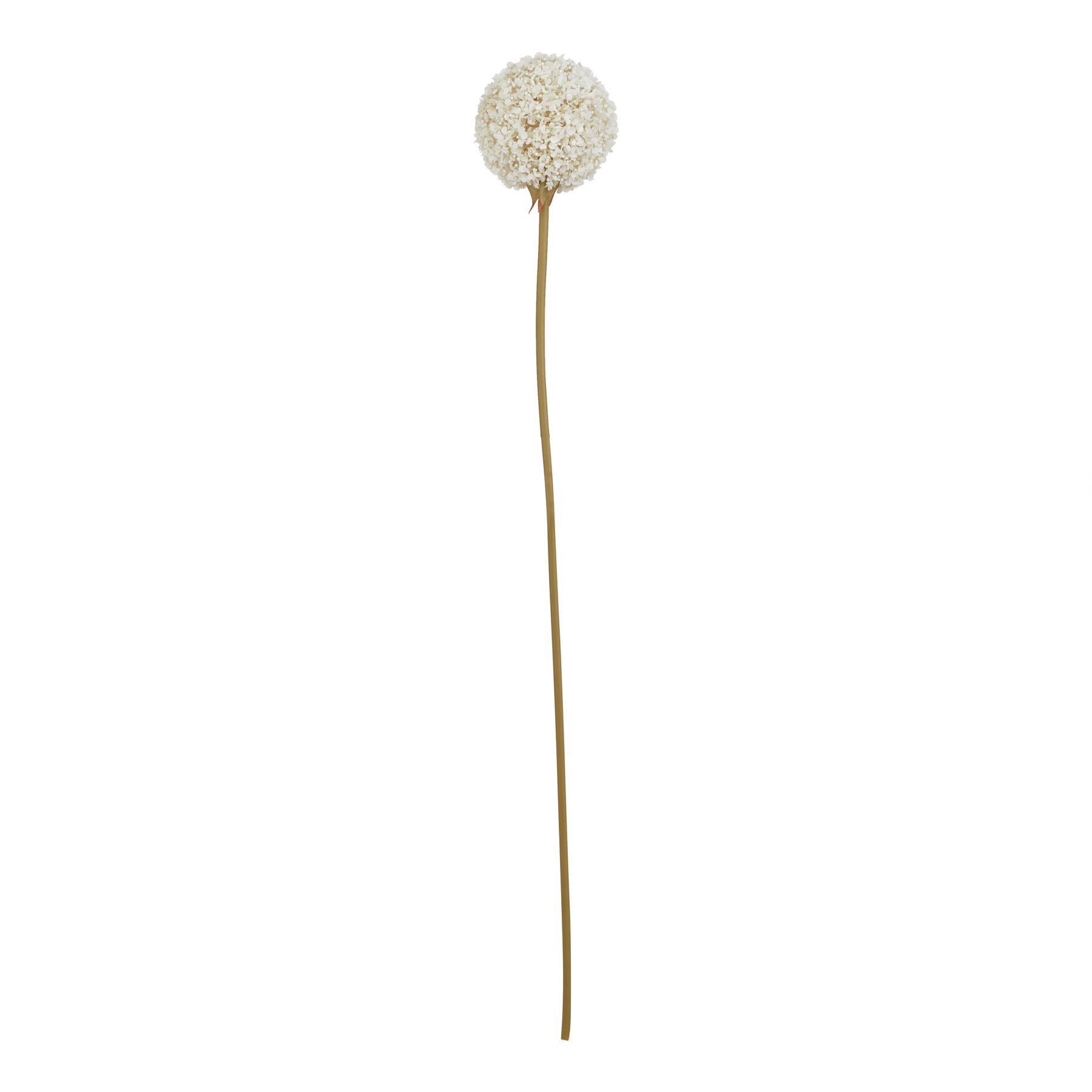 The Natural Garden Collection White Allium - Image 1