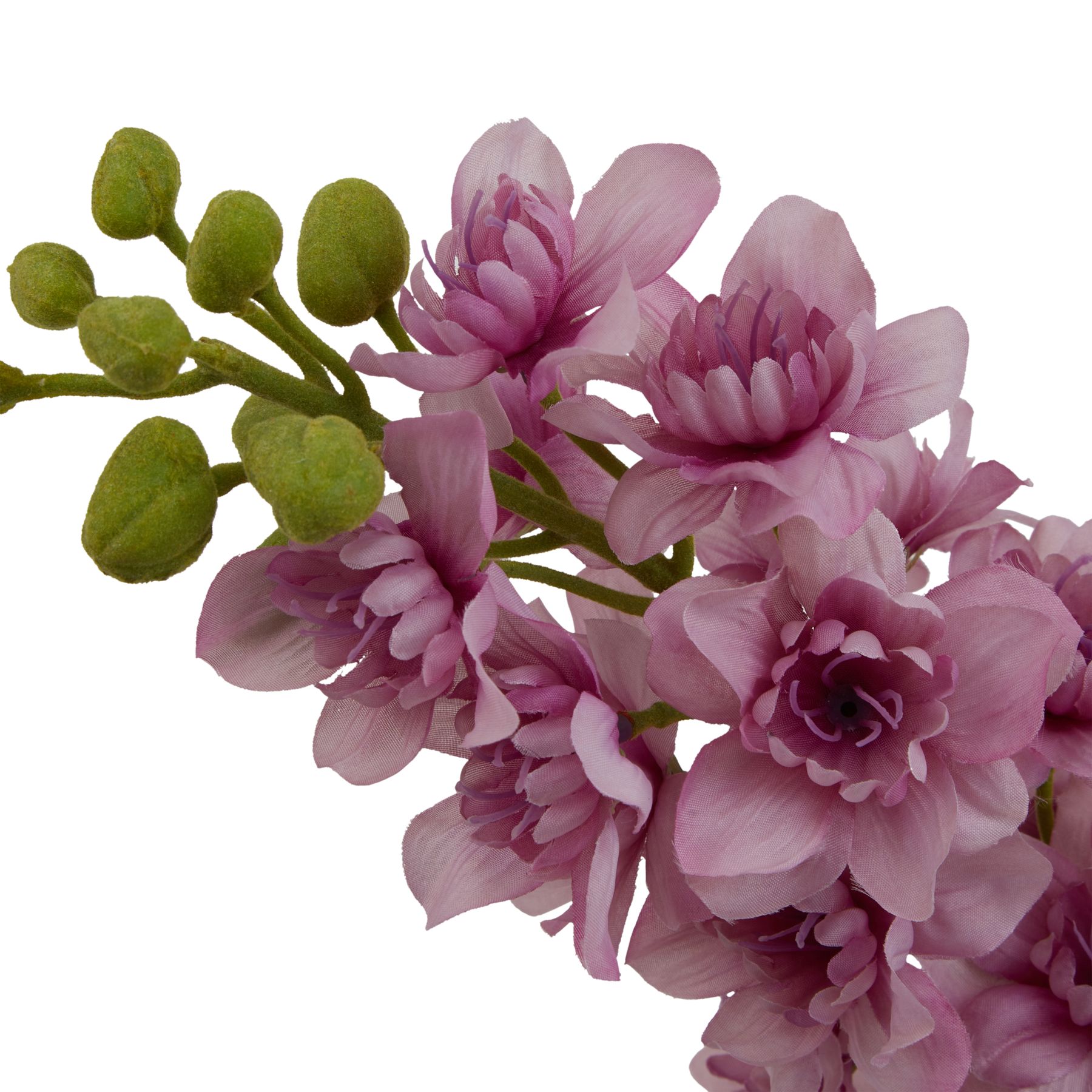 The Natural Garden Collection Purple Elatum Delphinium - Image 2