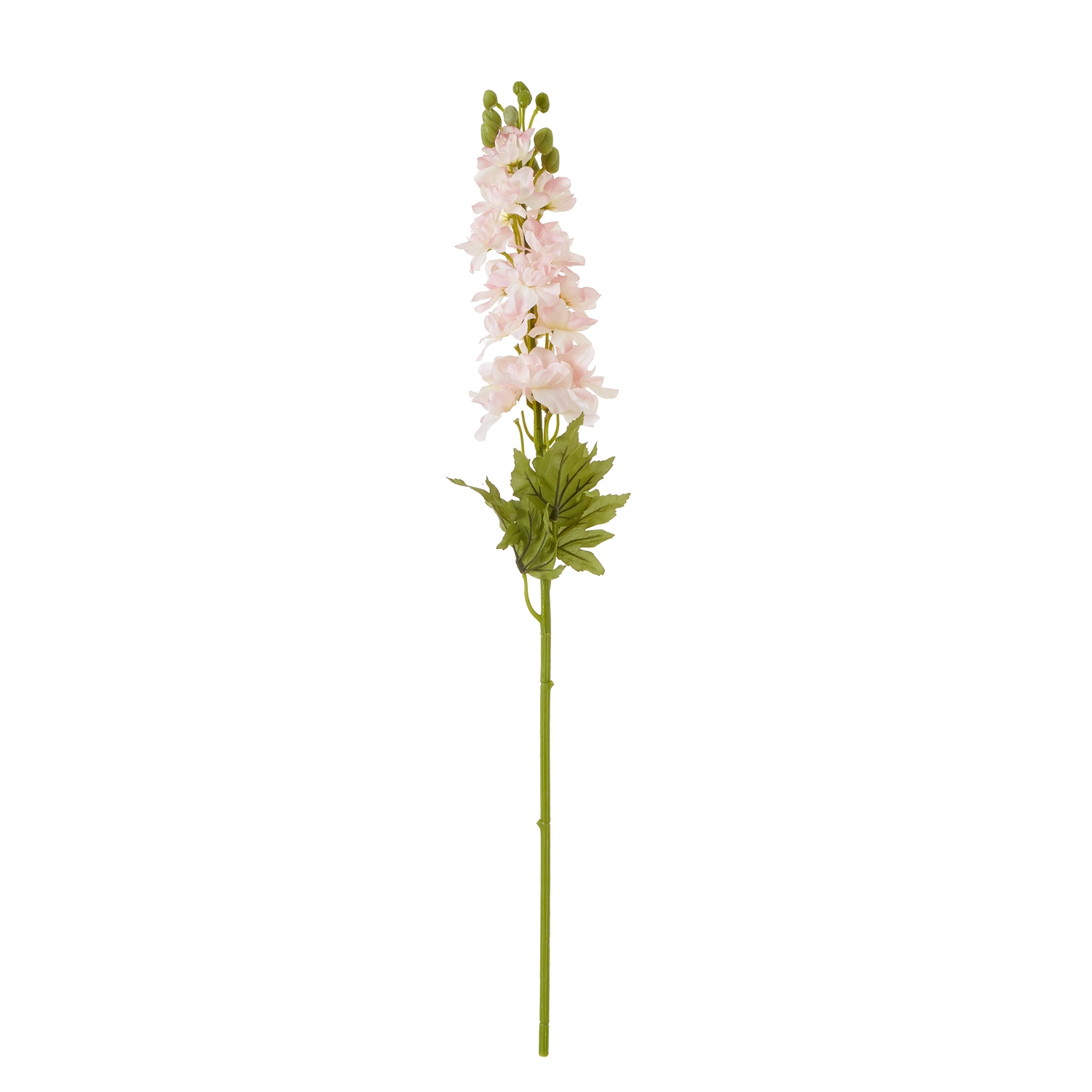 The Natural Garden Collection Pink Elatum Delphinium - Image 1