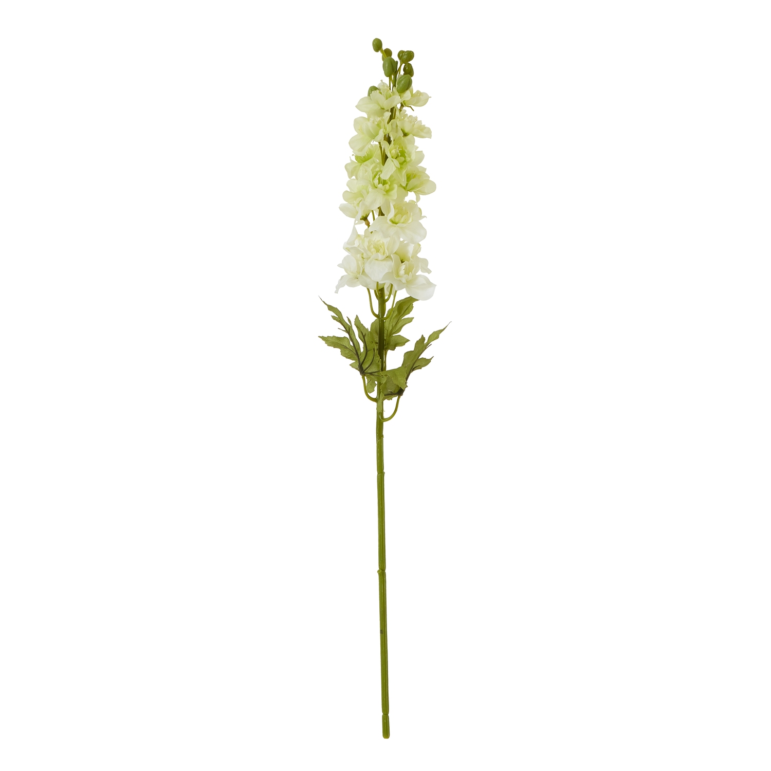 The Natural Garden Collection White Elatum Delphinium - Image 1