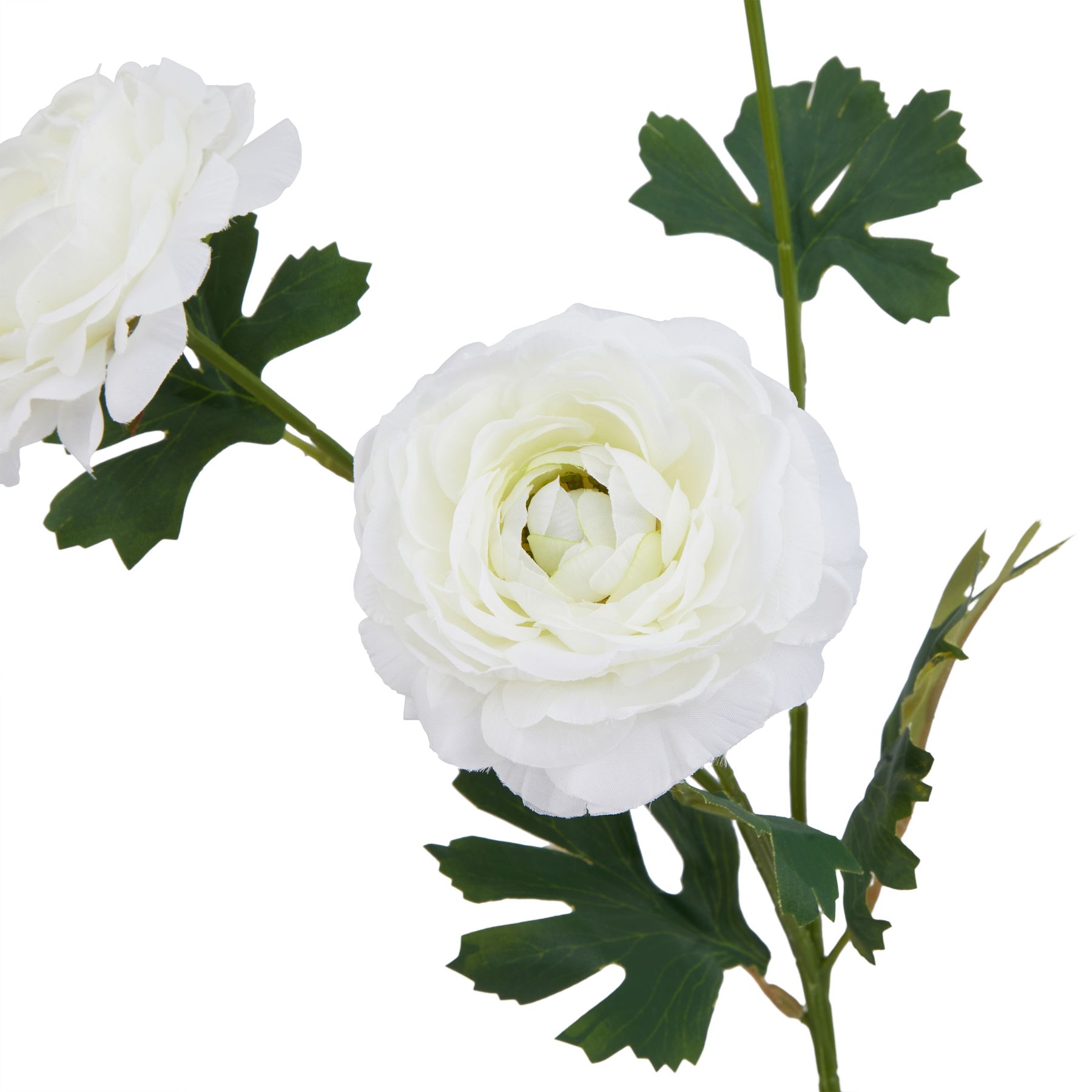 The Natural Garden Collection White Ranunculus - Image 2