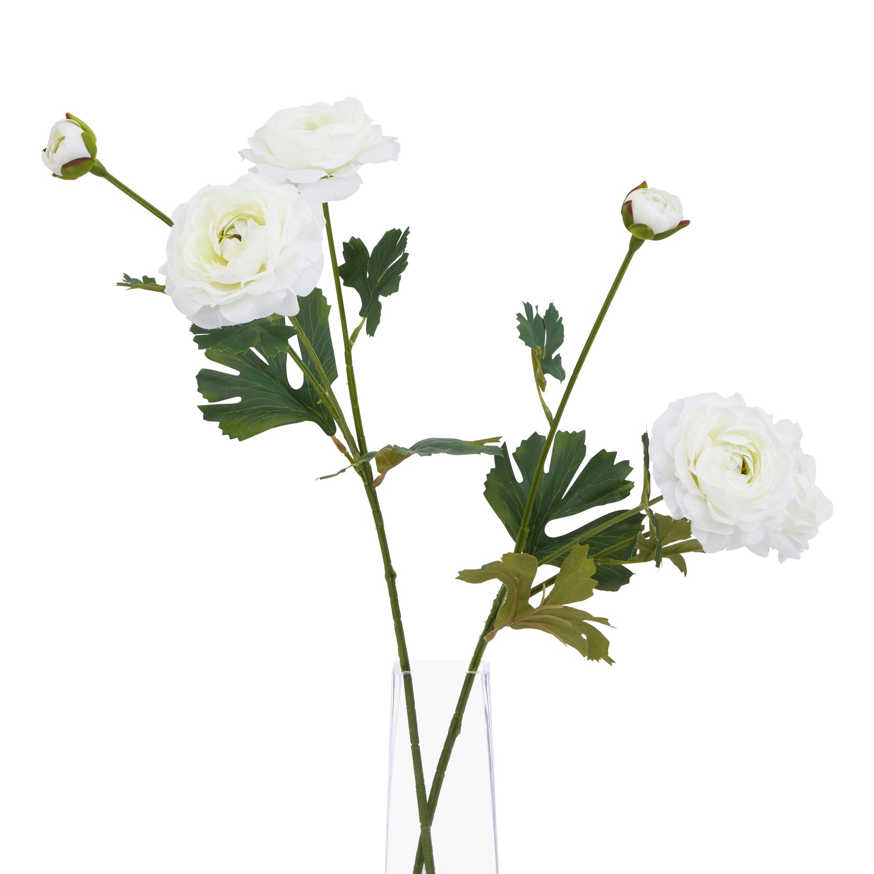 The Natural Garden Collection White Ranunculus - Image 3