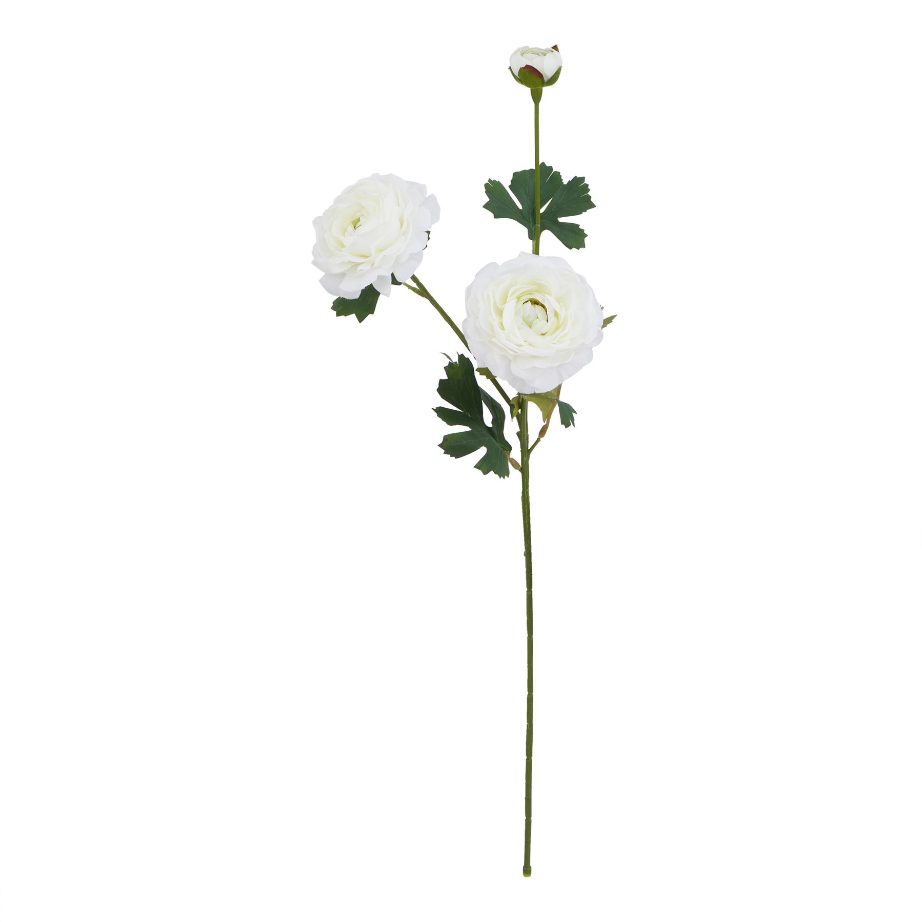 The Natural Garden Collection White Ranunculus - Image 1